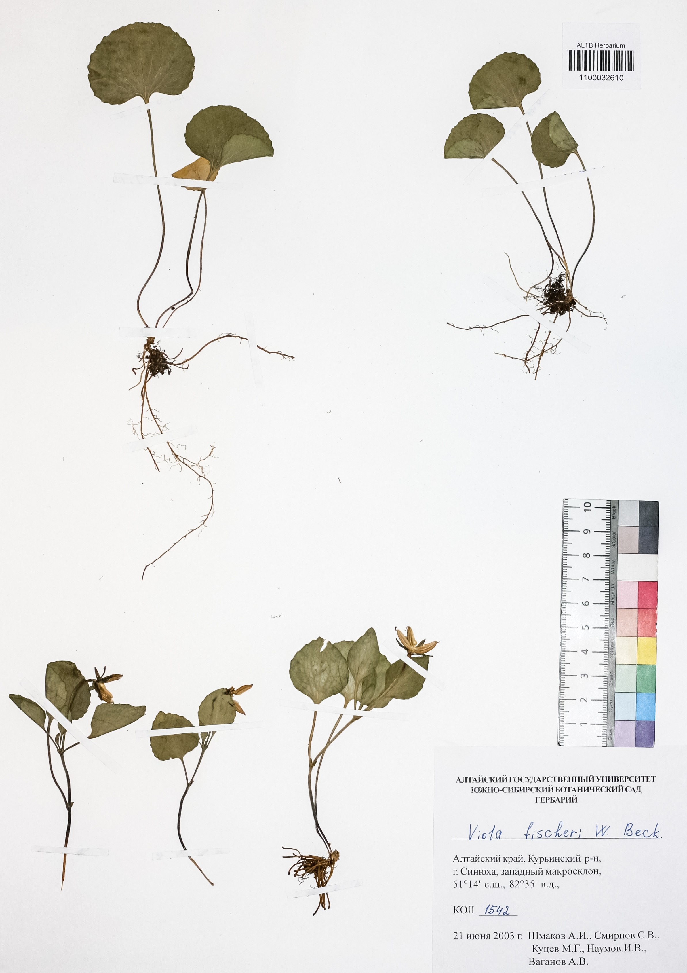 Viola fischeri W.Becker