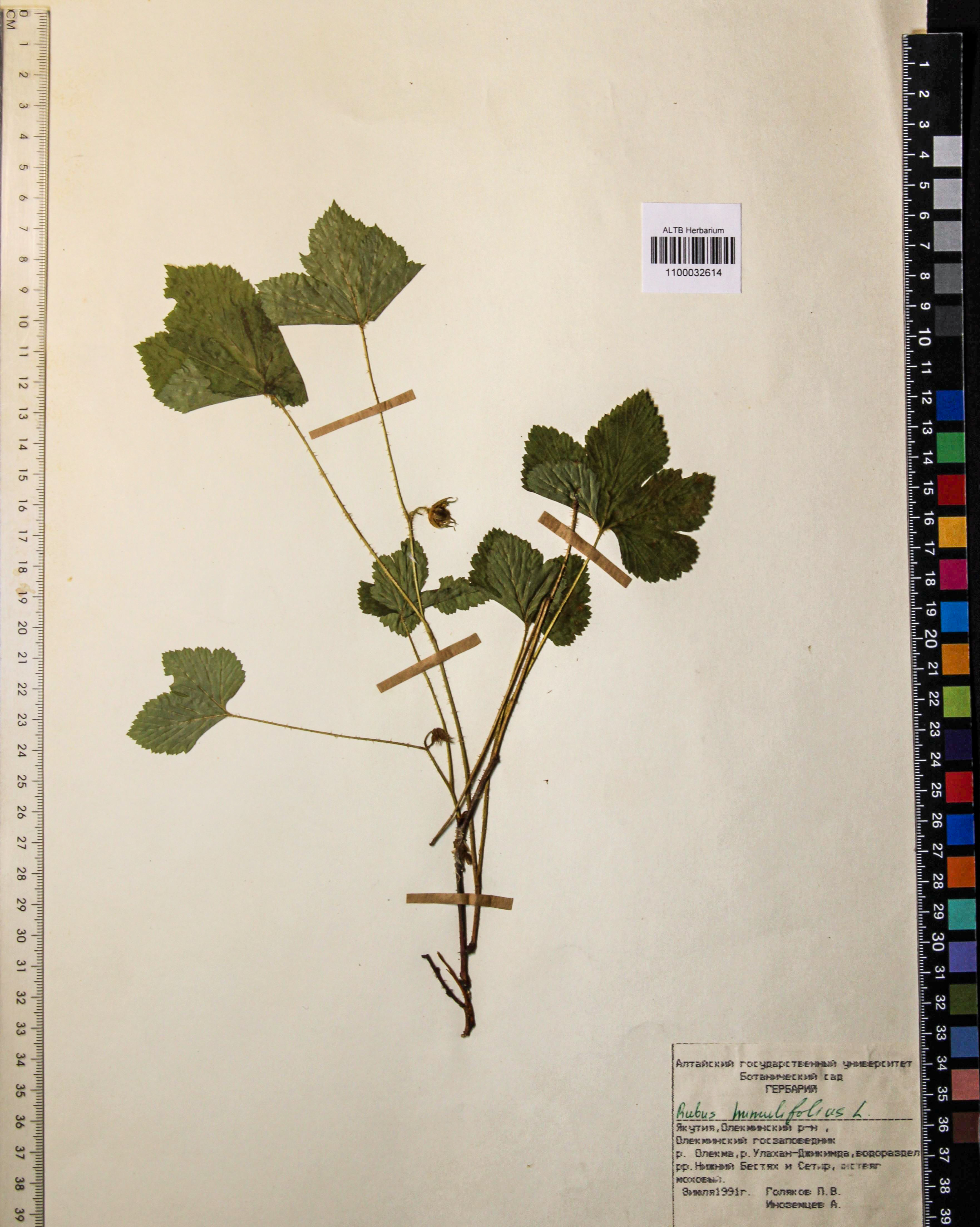 Rubus humilifolius Juz.