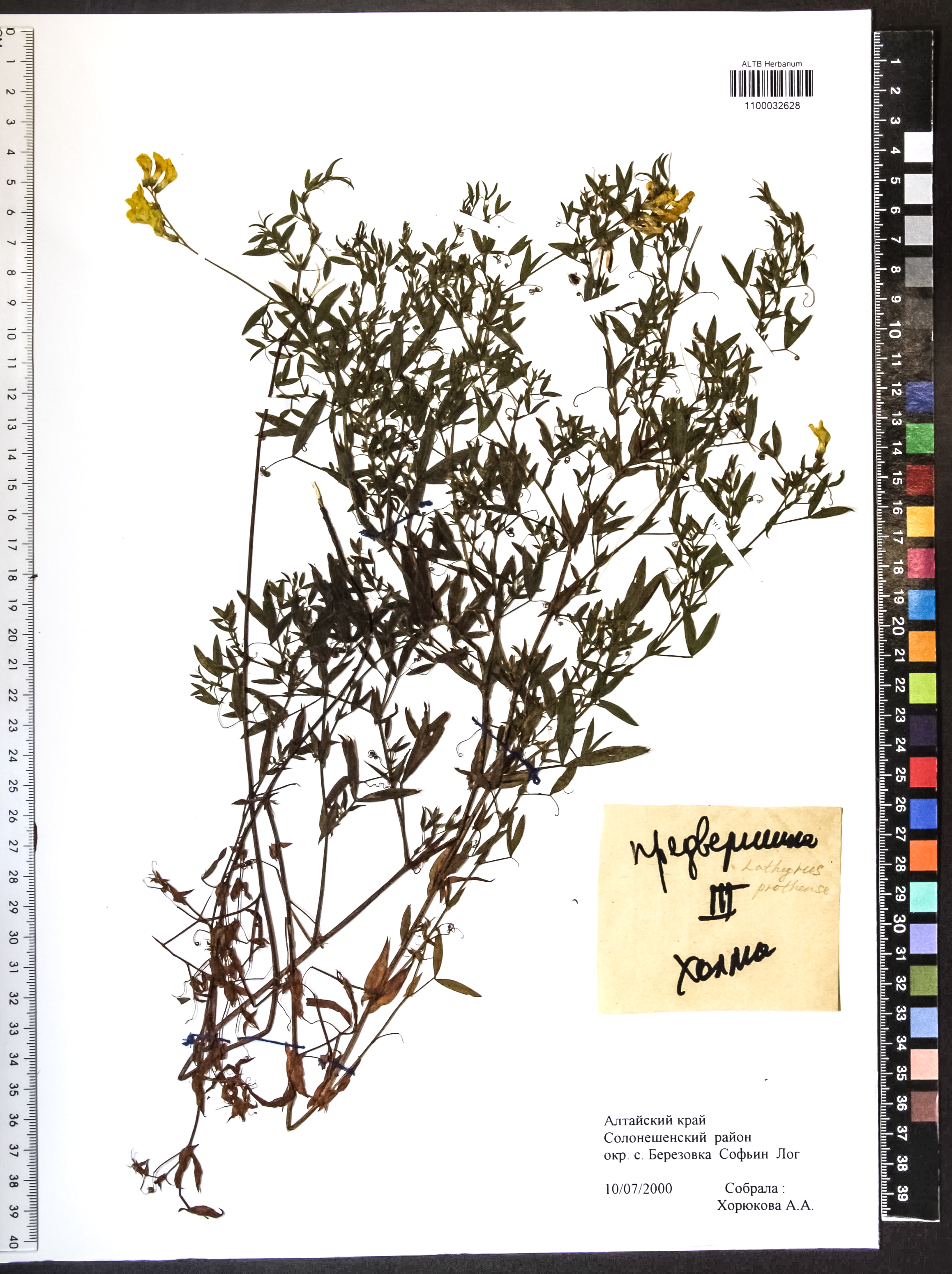 Lathyrus pratensis L.