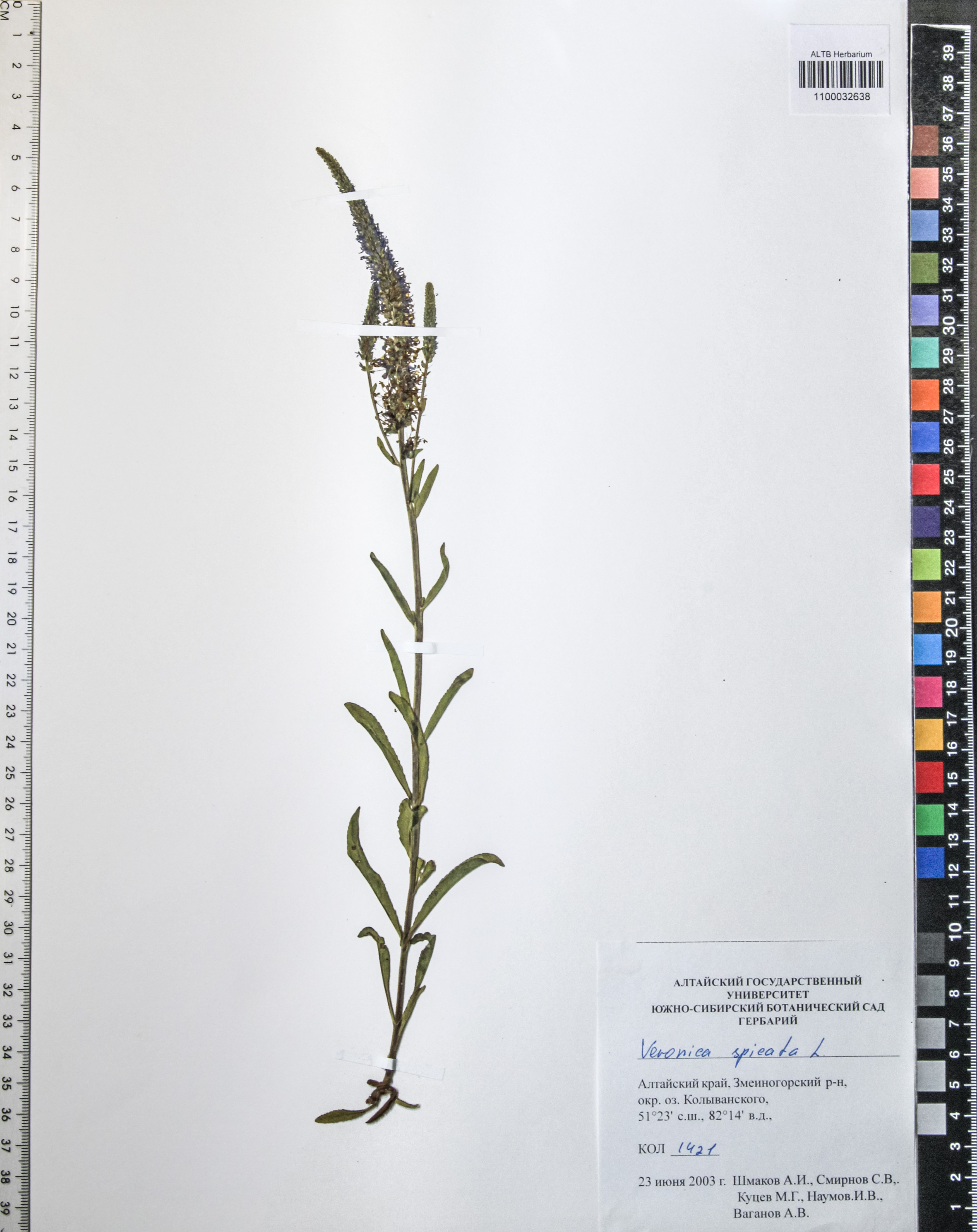 Veronica spicata L.