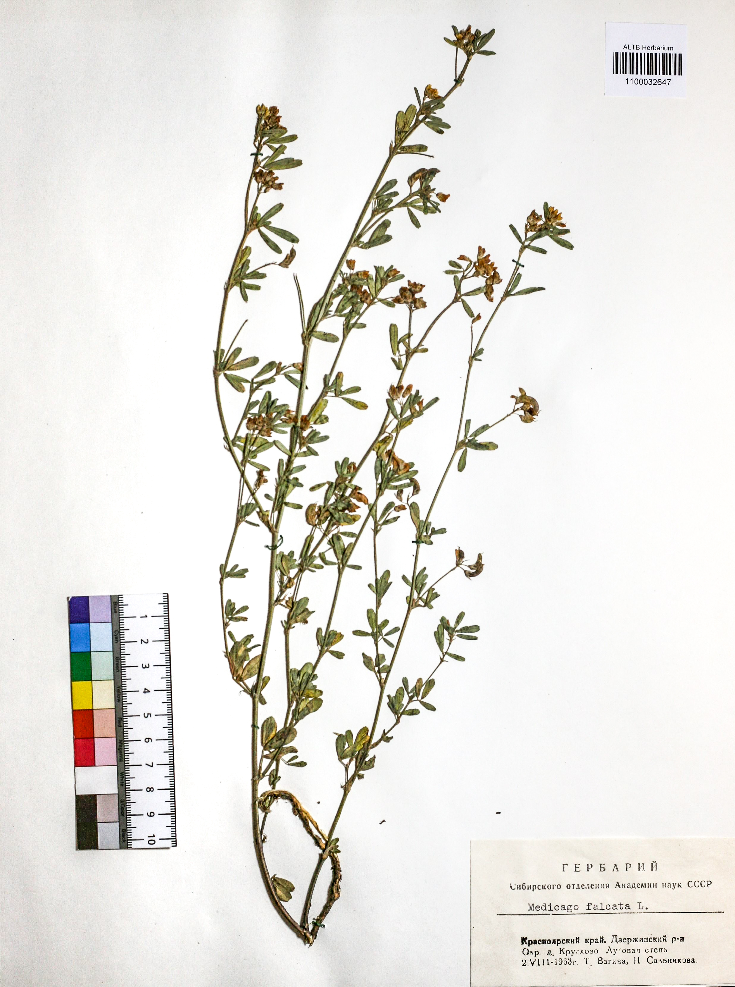 Medicago falcata L.