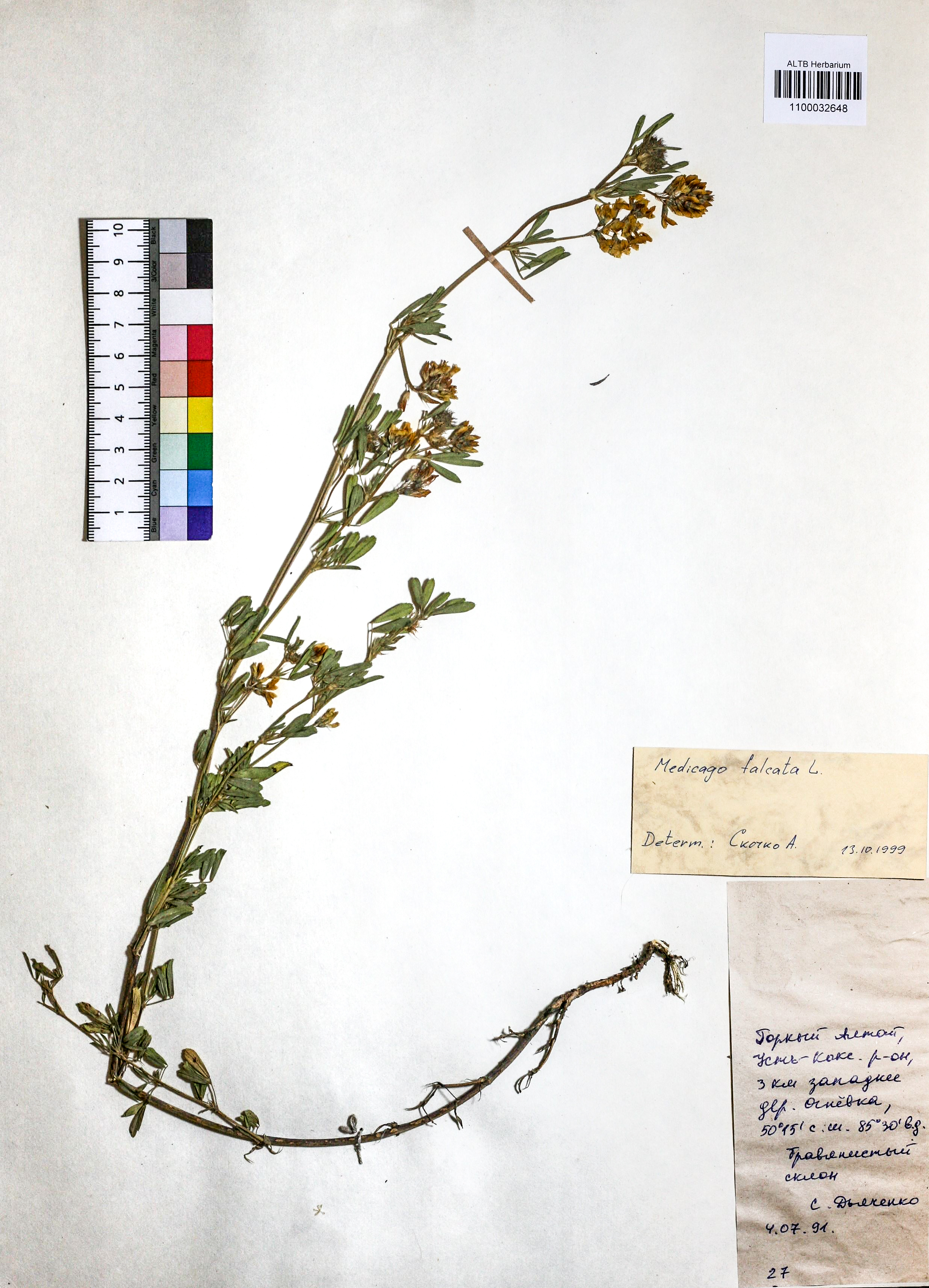 Medicago falcata L.