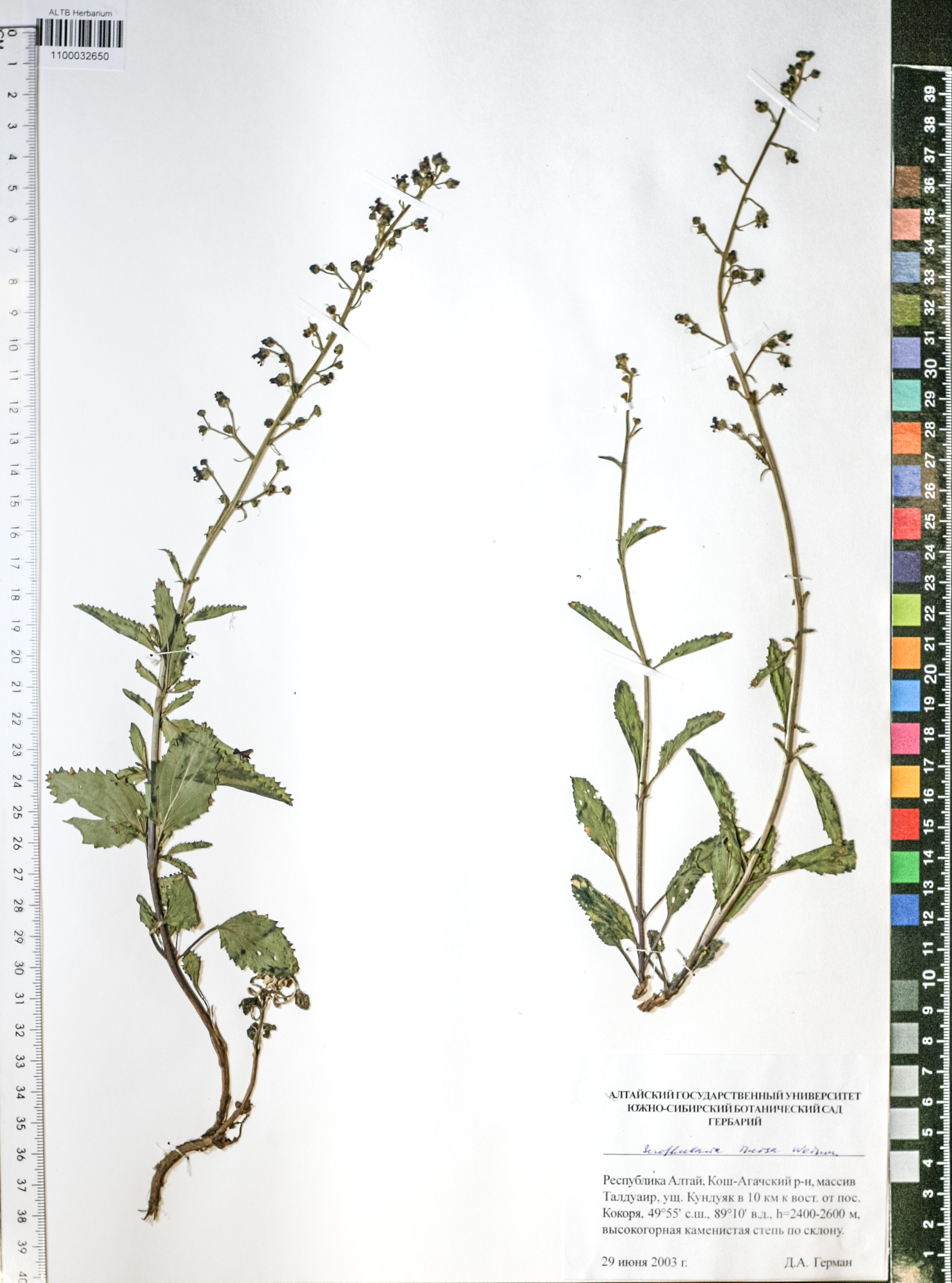 Scrophularia incisa Weinm.