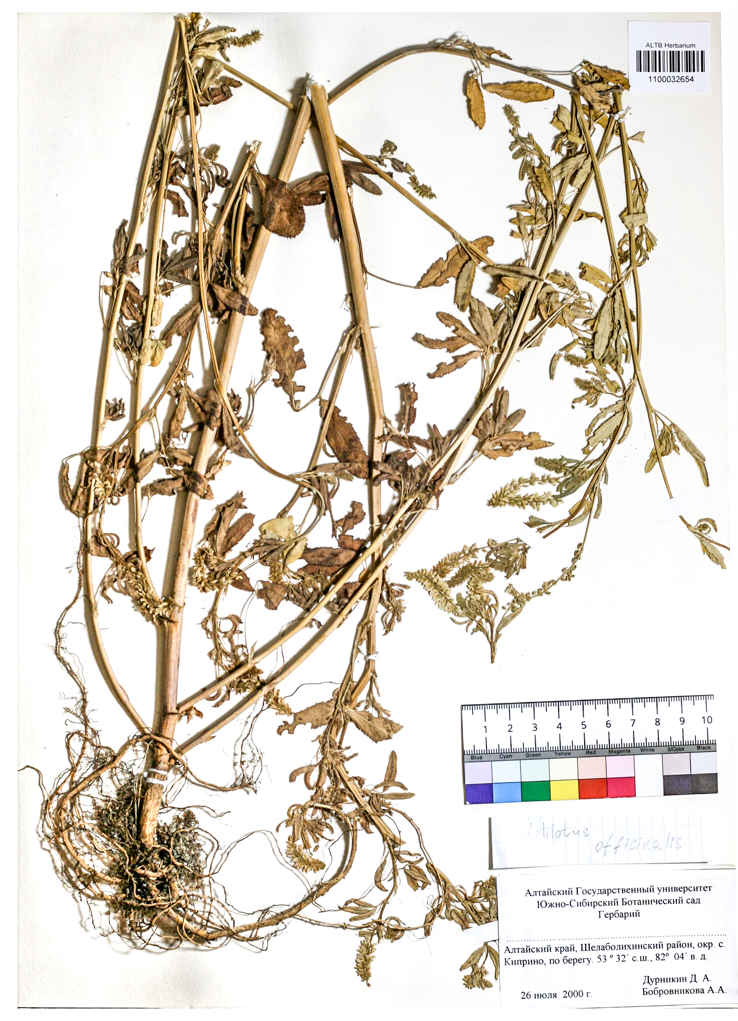Melilotus officinalis Pall.