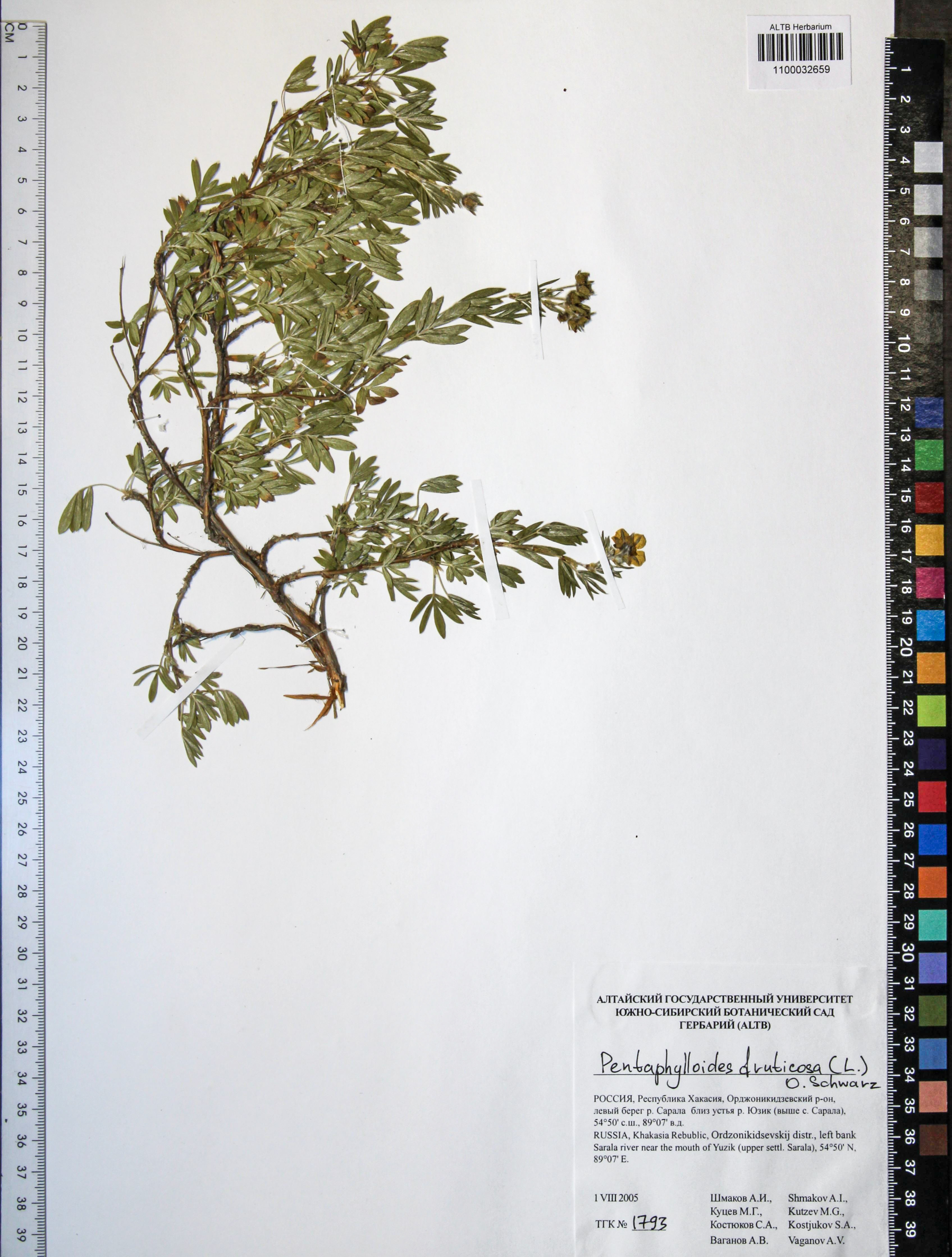 Pentaphylloides fruticosa (L.) О. Schwarz