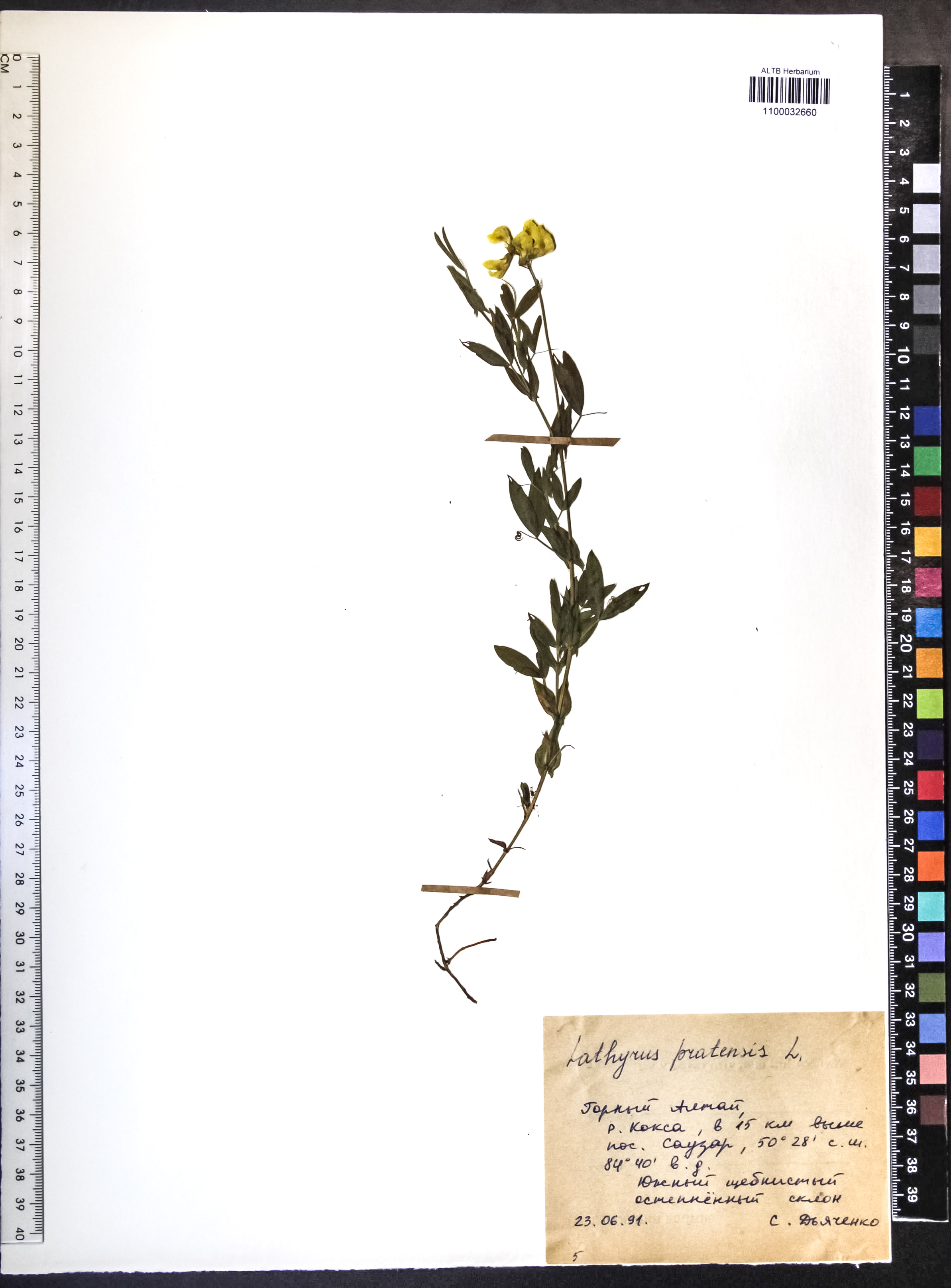 Lathyrus pratensis L.