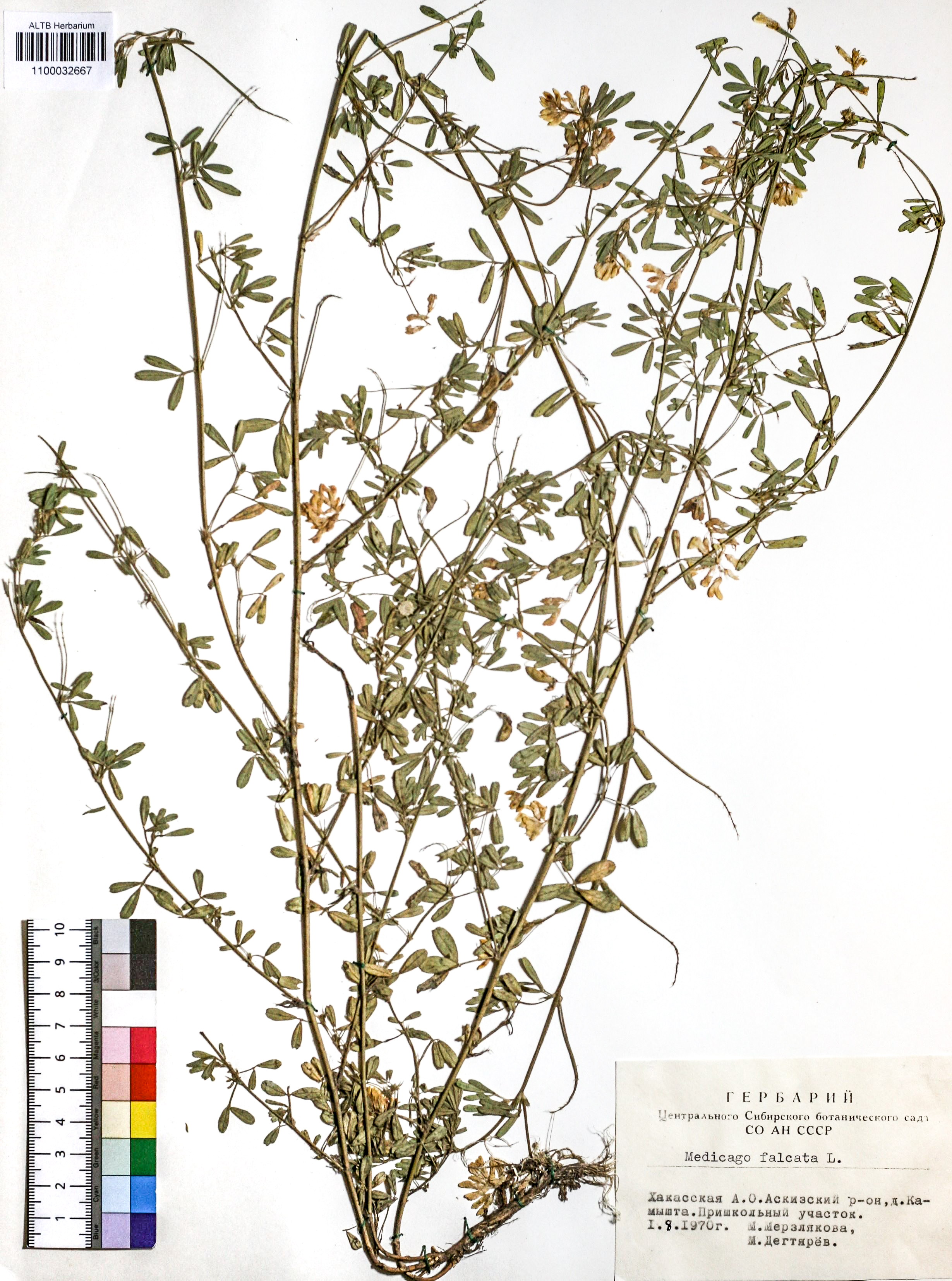 Medicago falcata L.