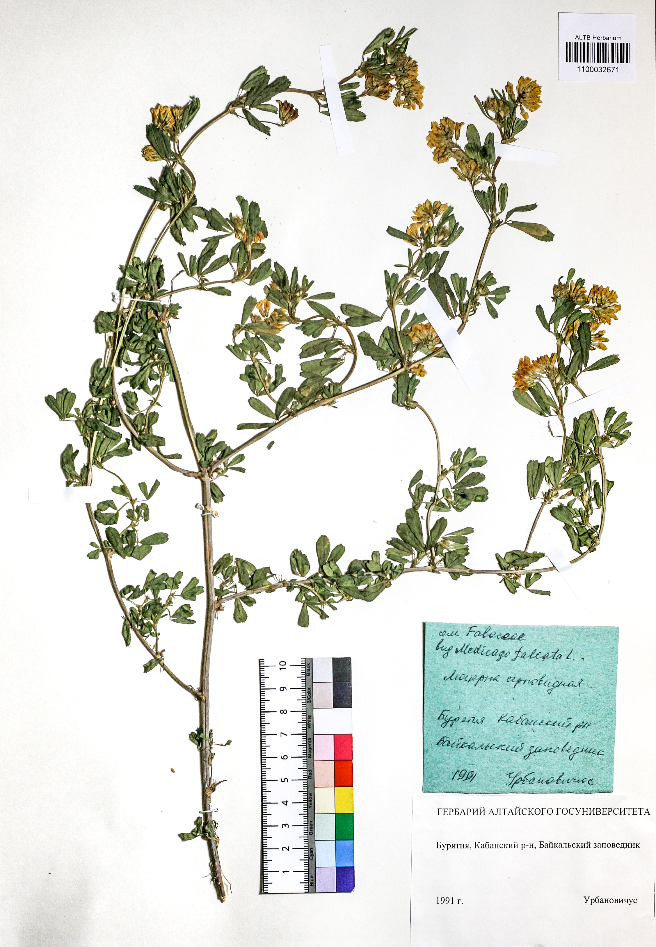 Medicago falcata L.
