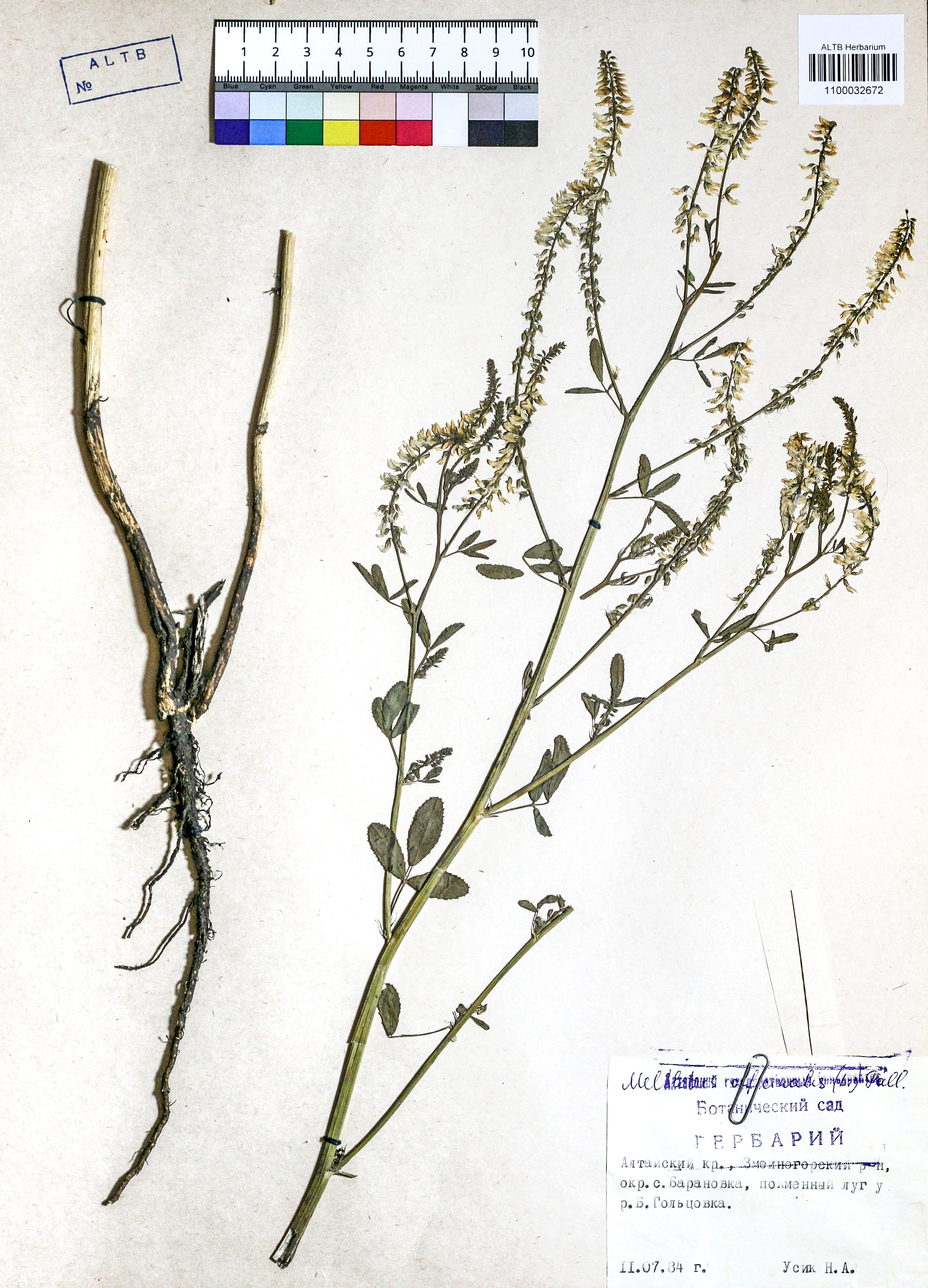 Melilotus officinalis Pall.