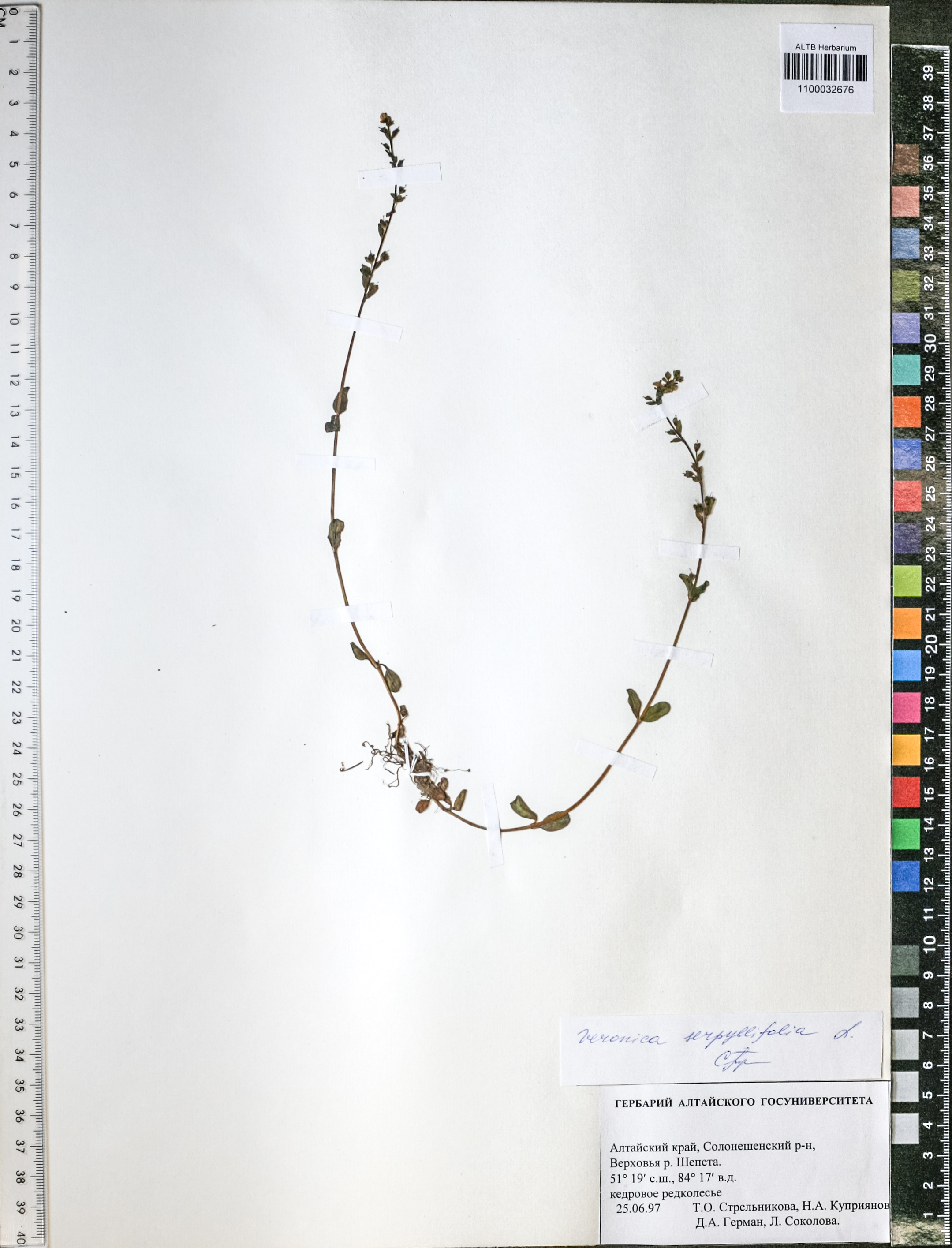 Veronica serpyllifolia L.