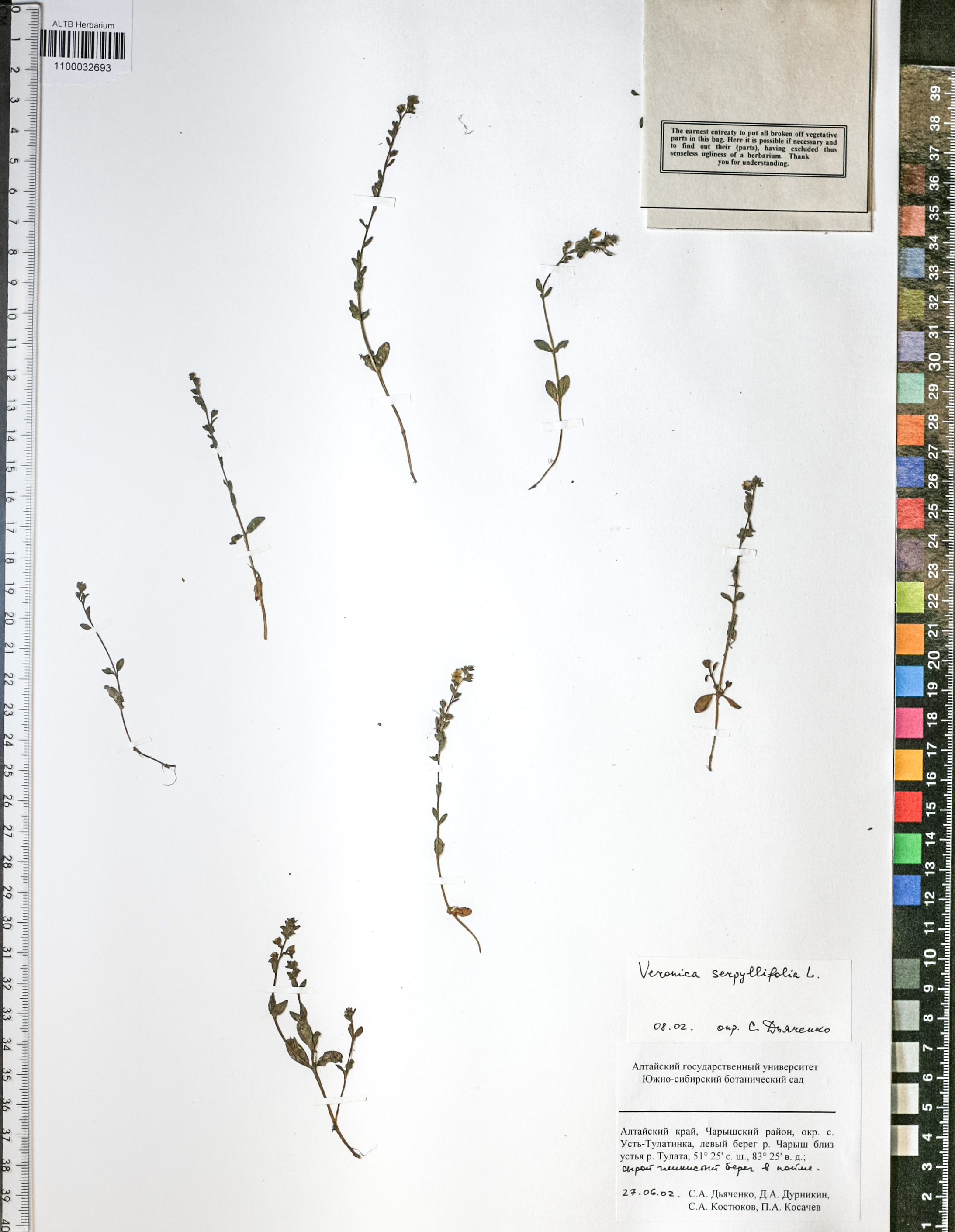 Veronica serpyllifolia L.