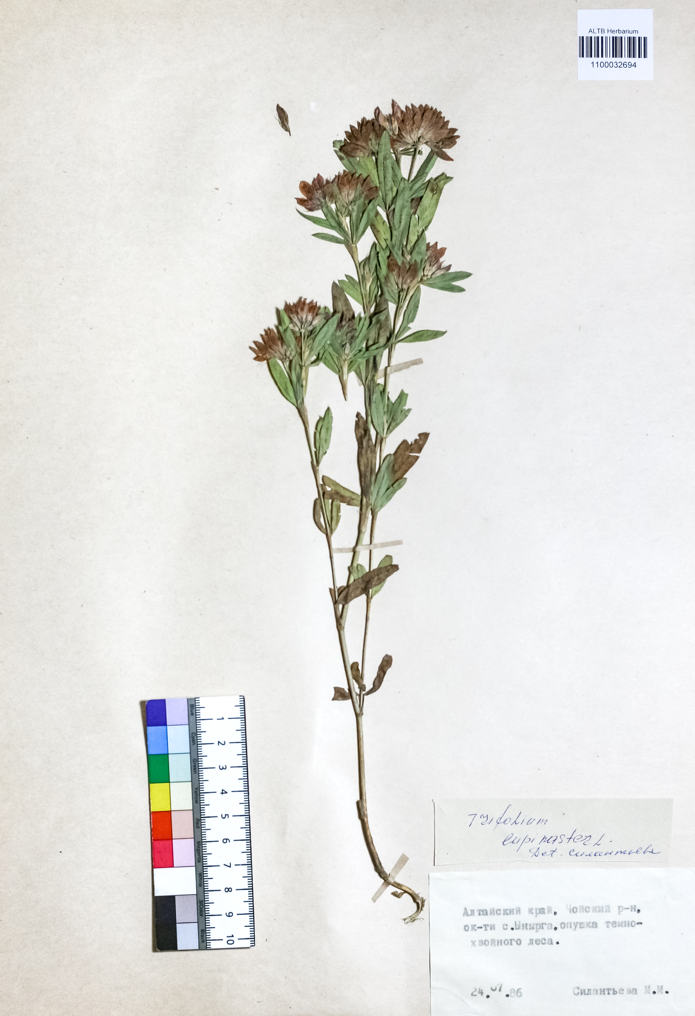 Trifolium lupinaster L.