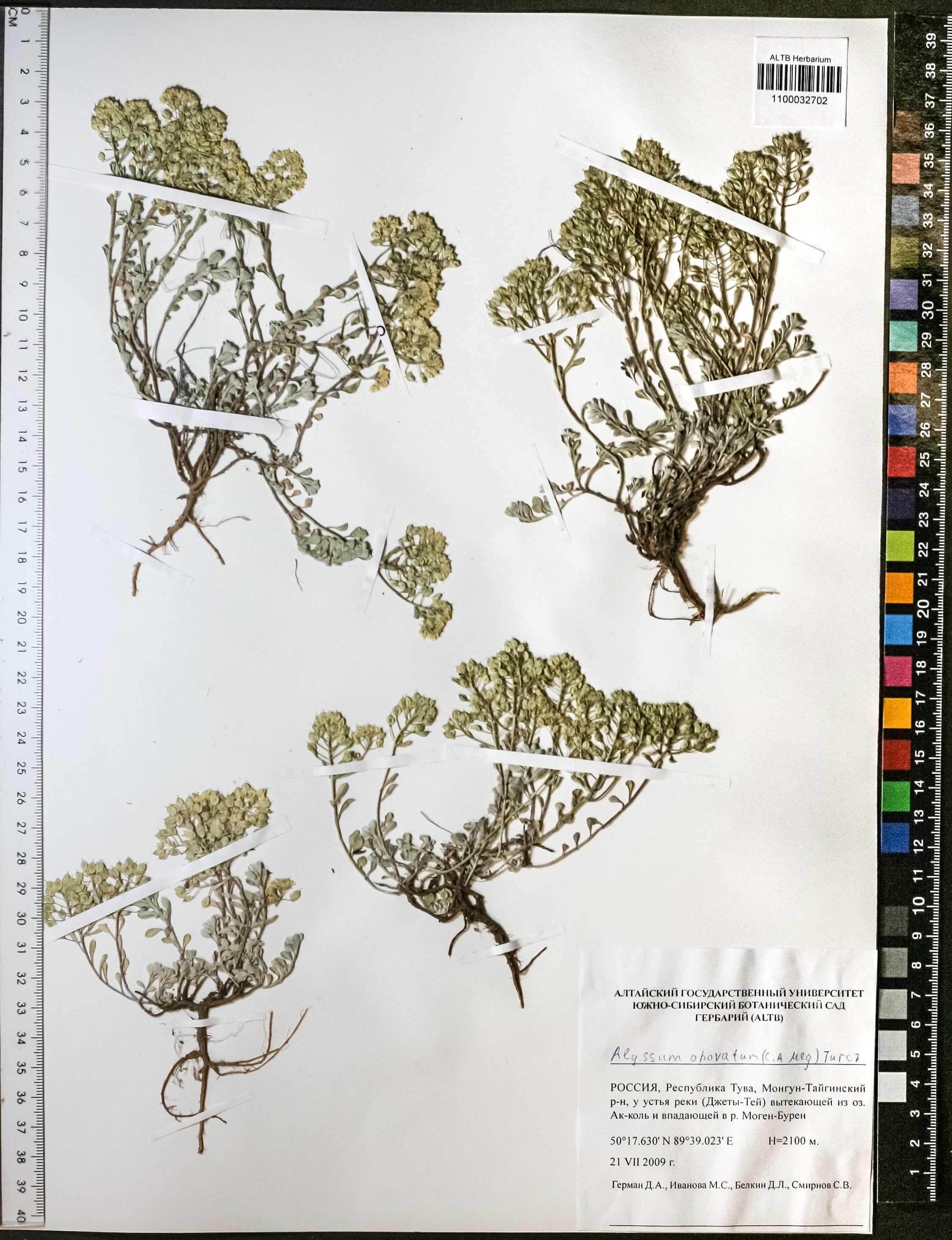 Alyssum obovatum (C.A.Mey.) Turcz.