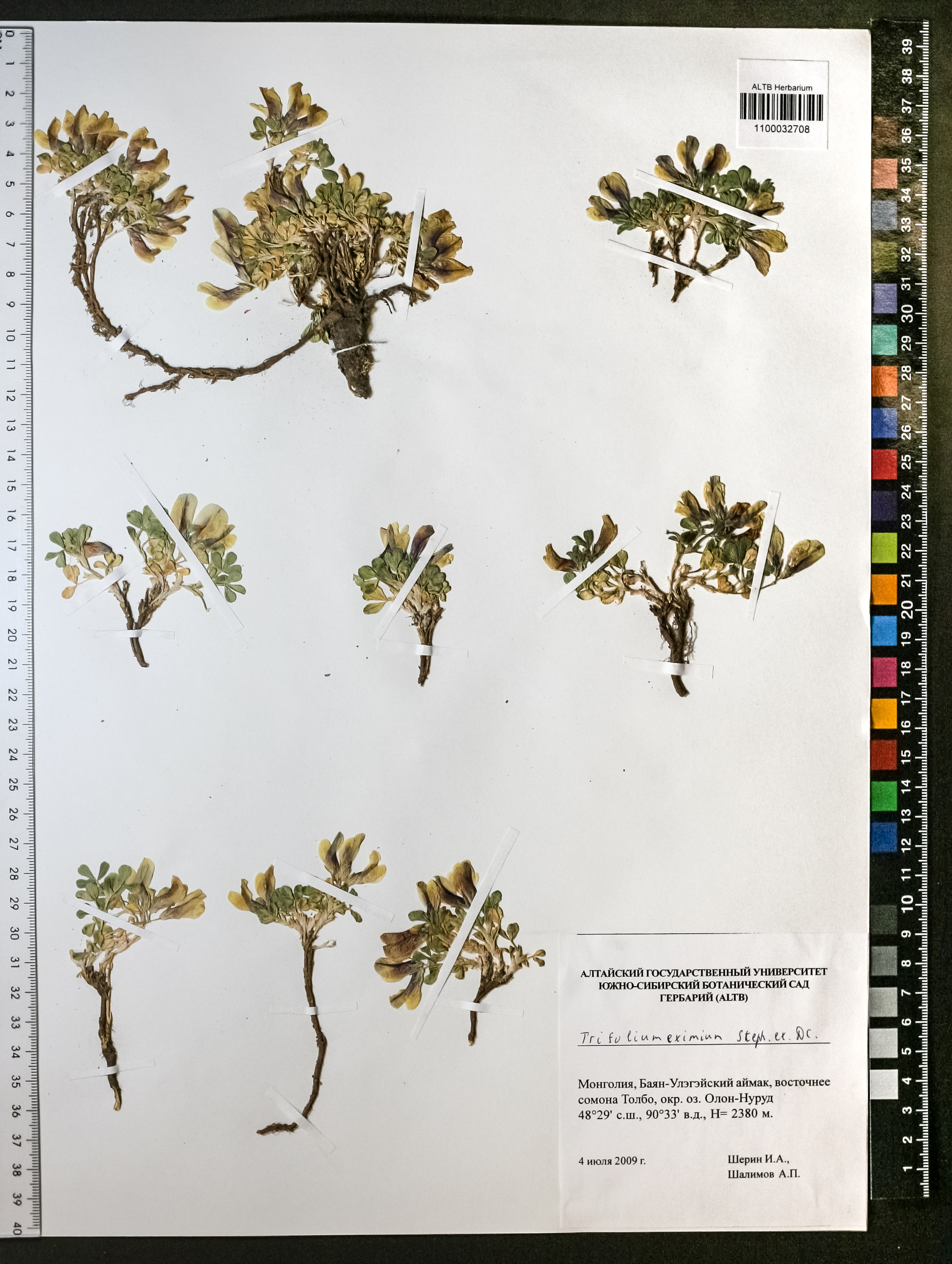 Trifolium eximium Steph. ex Ser.