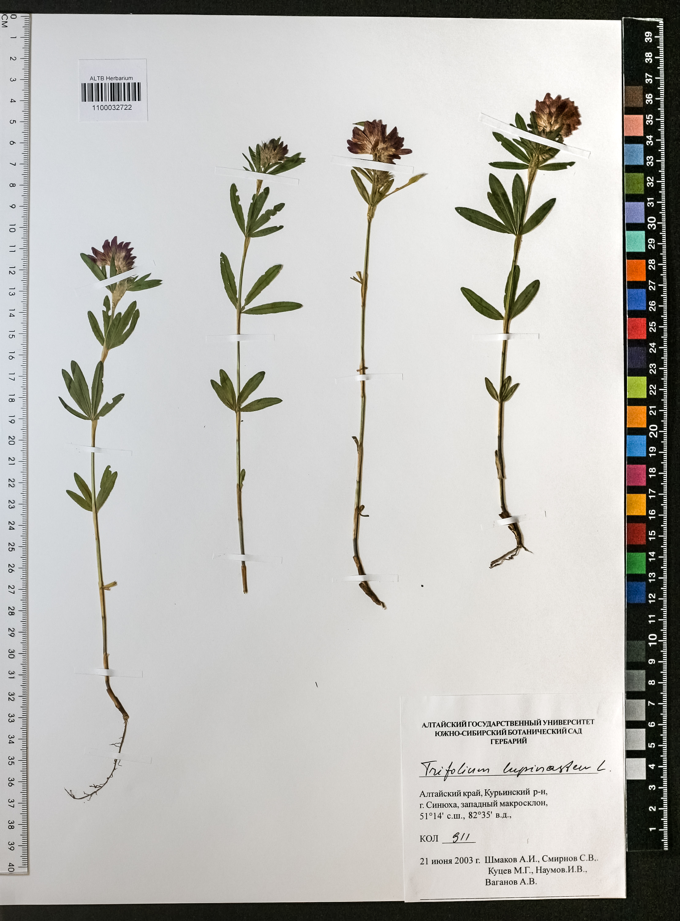 Trifolium lupinaster L.