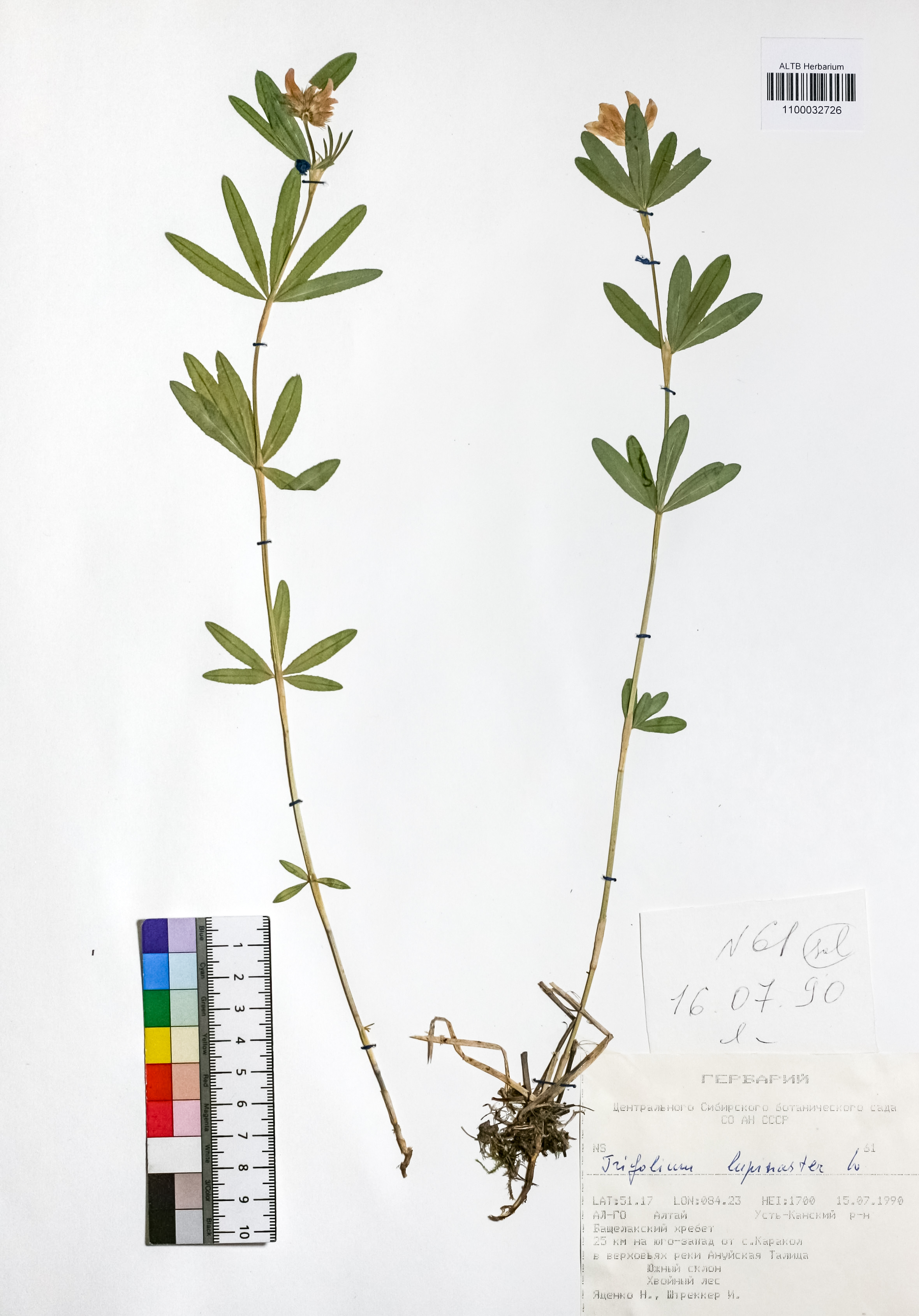 Trifolium lupinaster L.