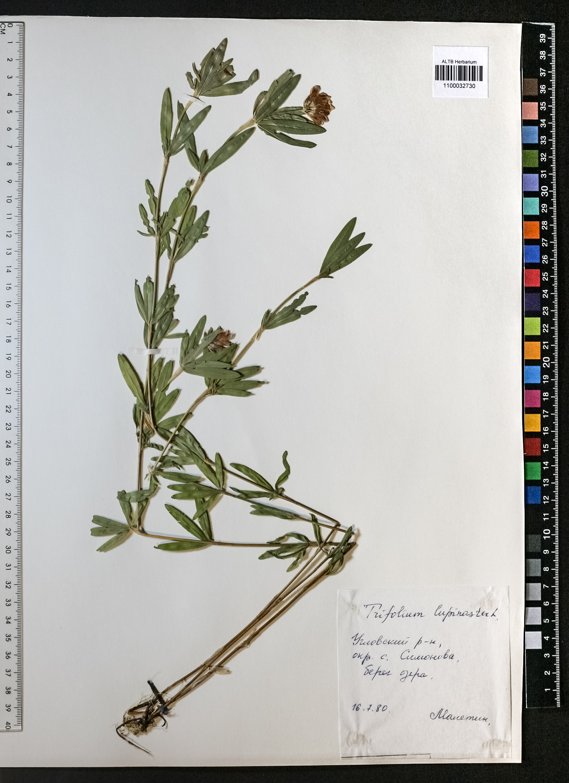 Trifolium lupinaster L.