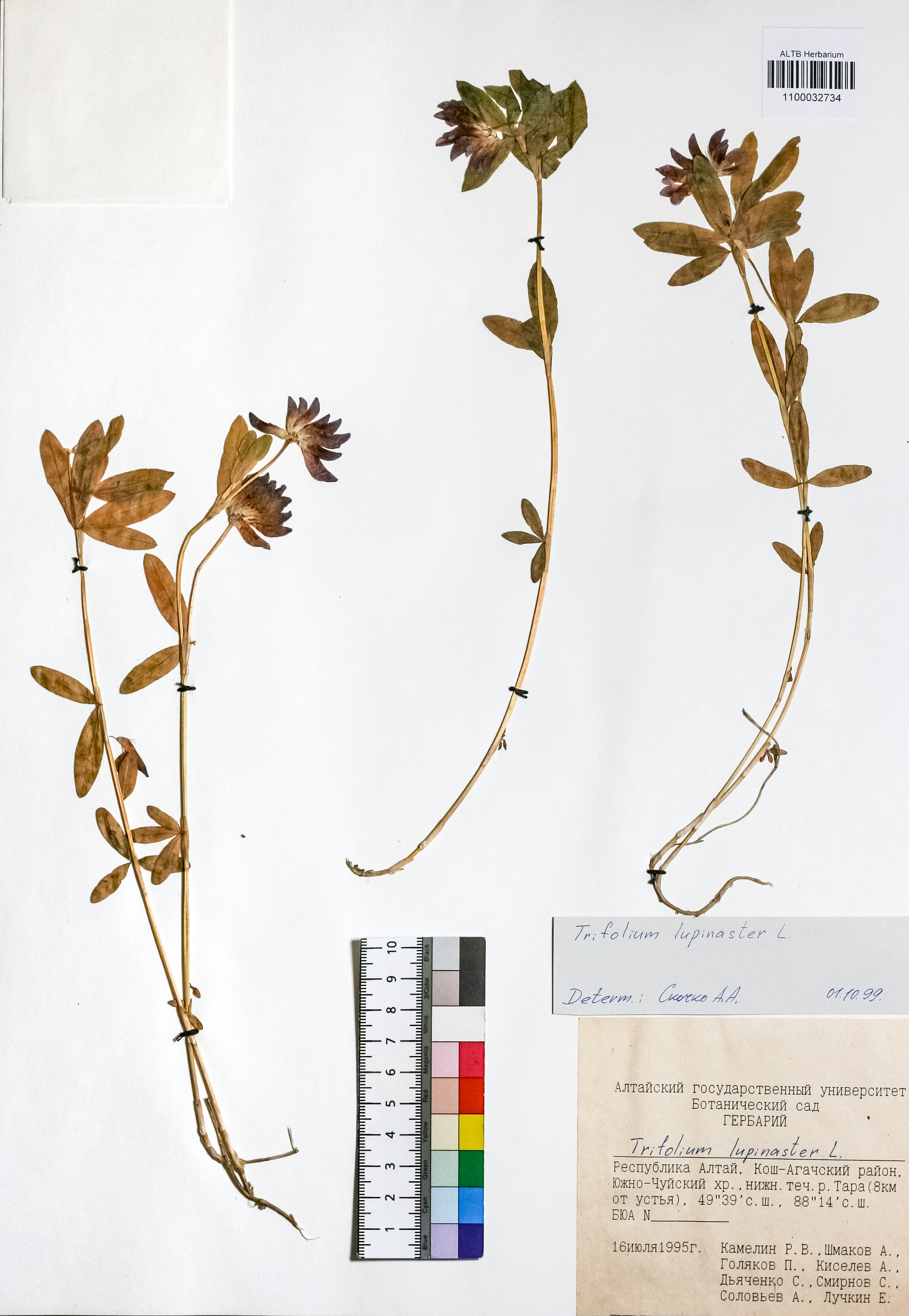 Trifolium lupinaster L.
