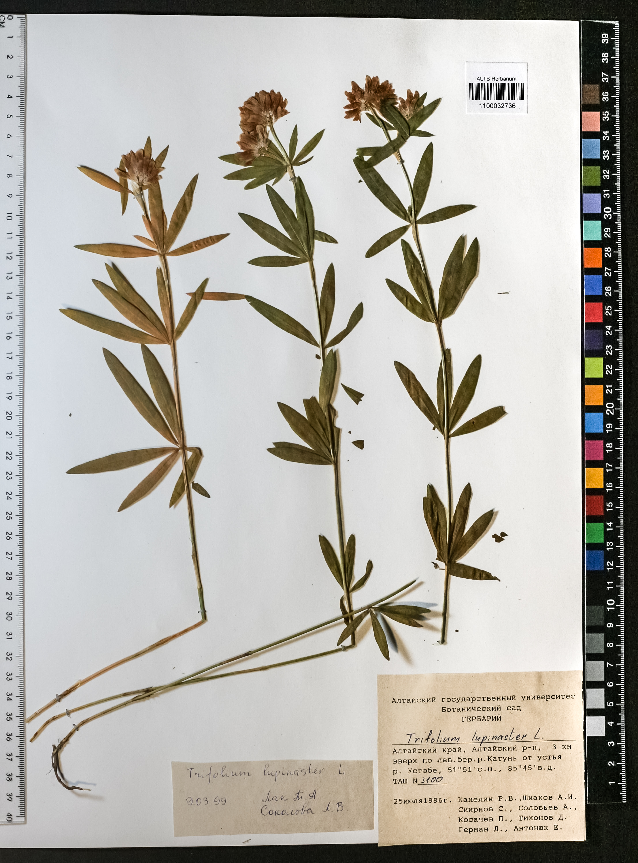 Trifolium lupinaster L.