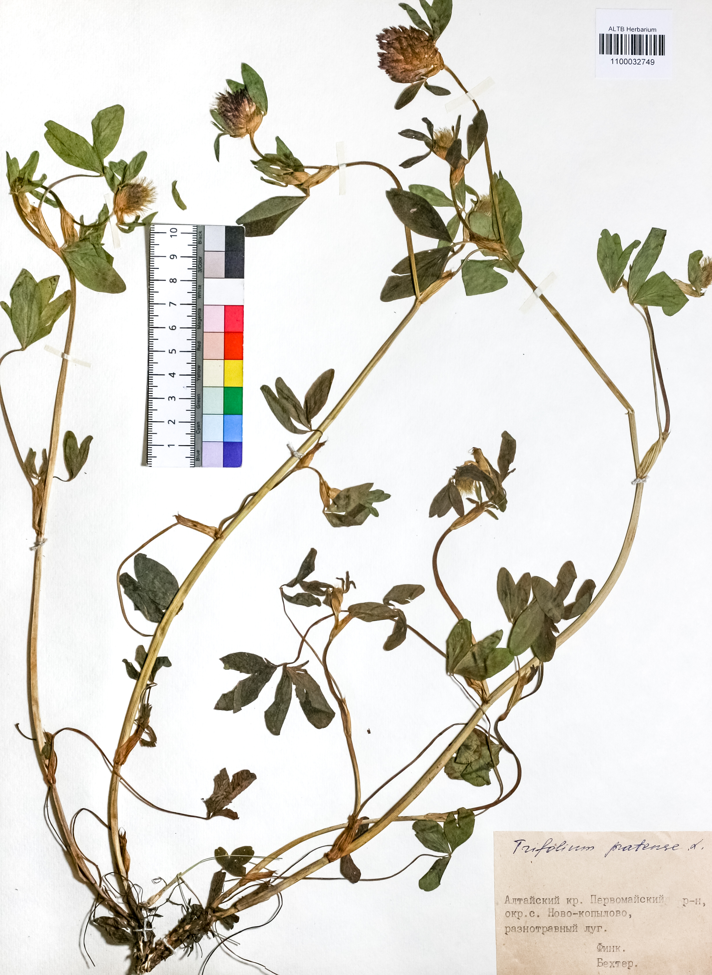 Trifolium pratense L.