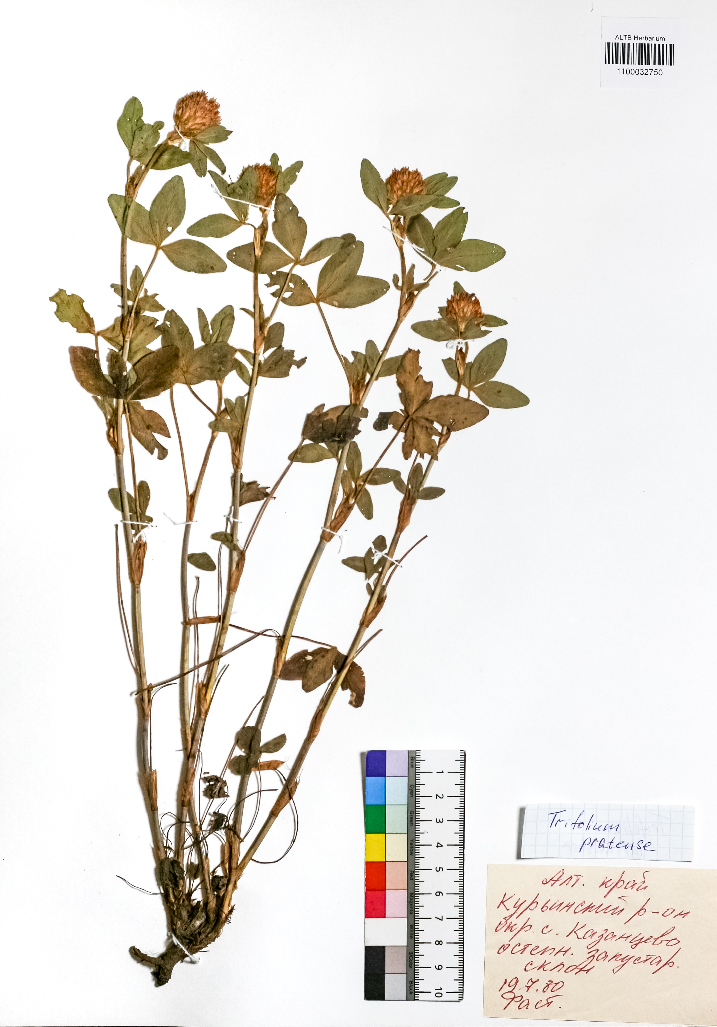 Trifolium pratense L.