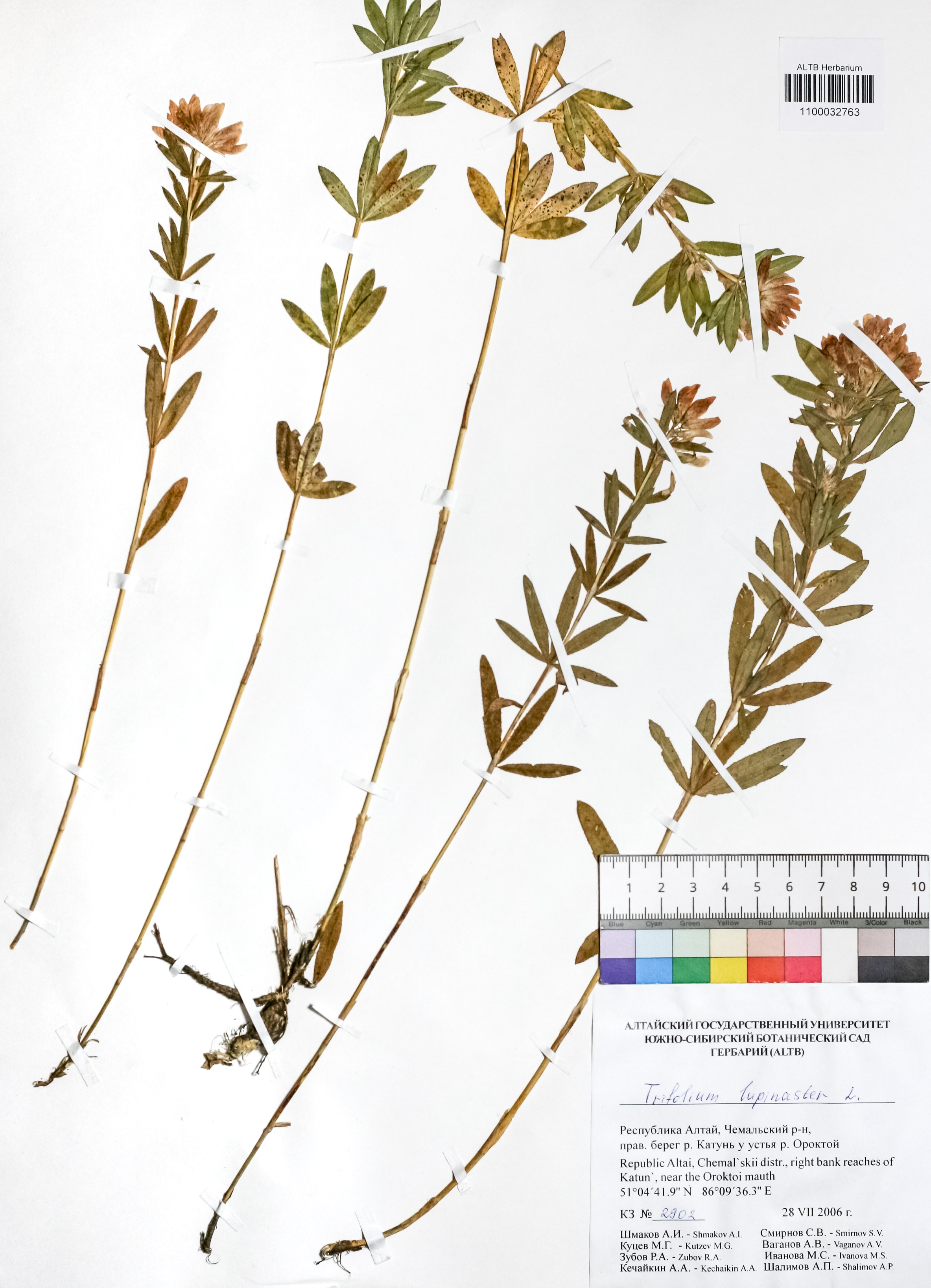 Trifolium lupinaster L.