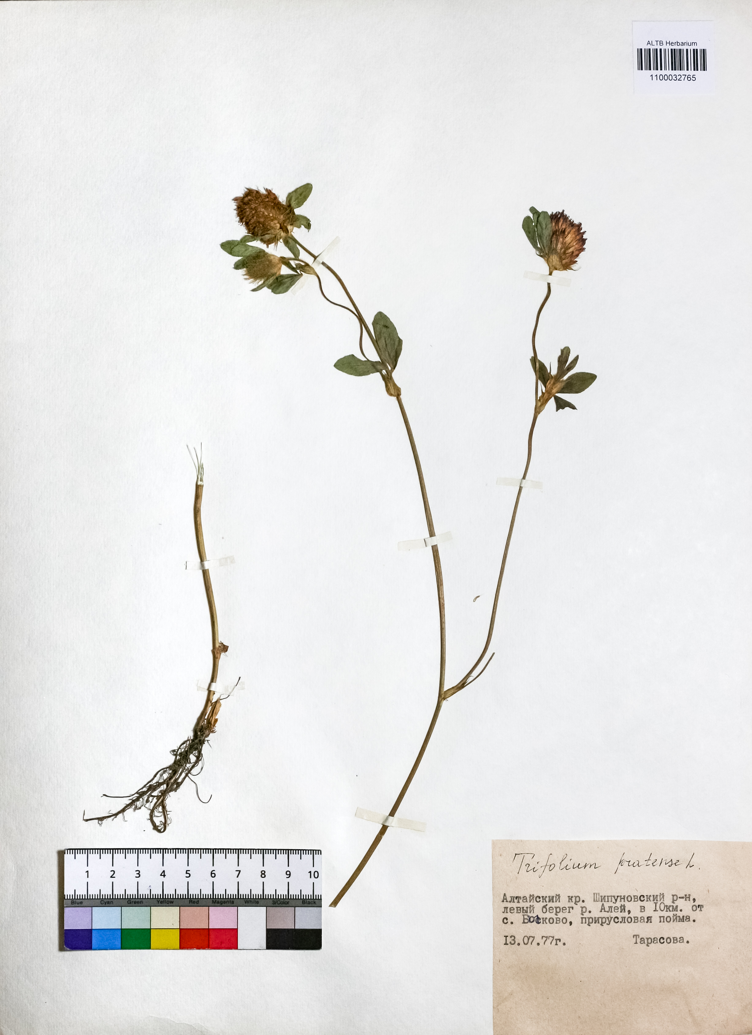 Trifolium pratense L.