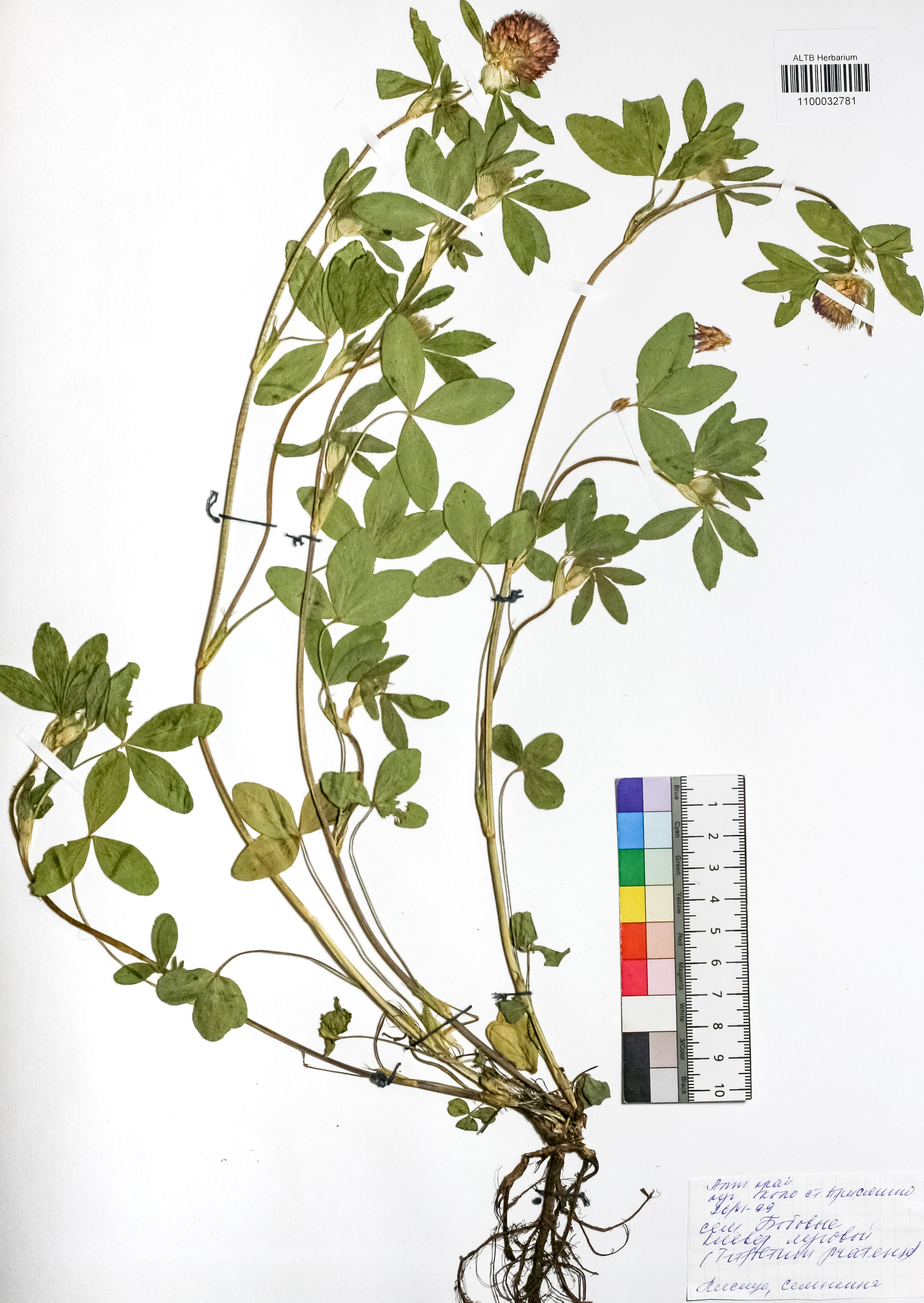 Trifolium pratense L.