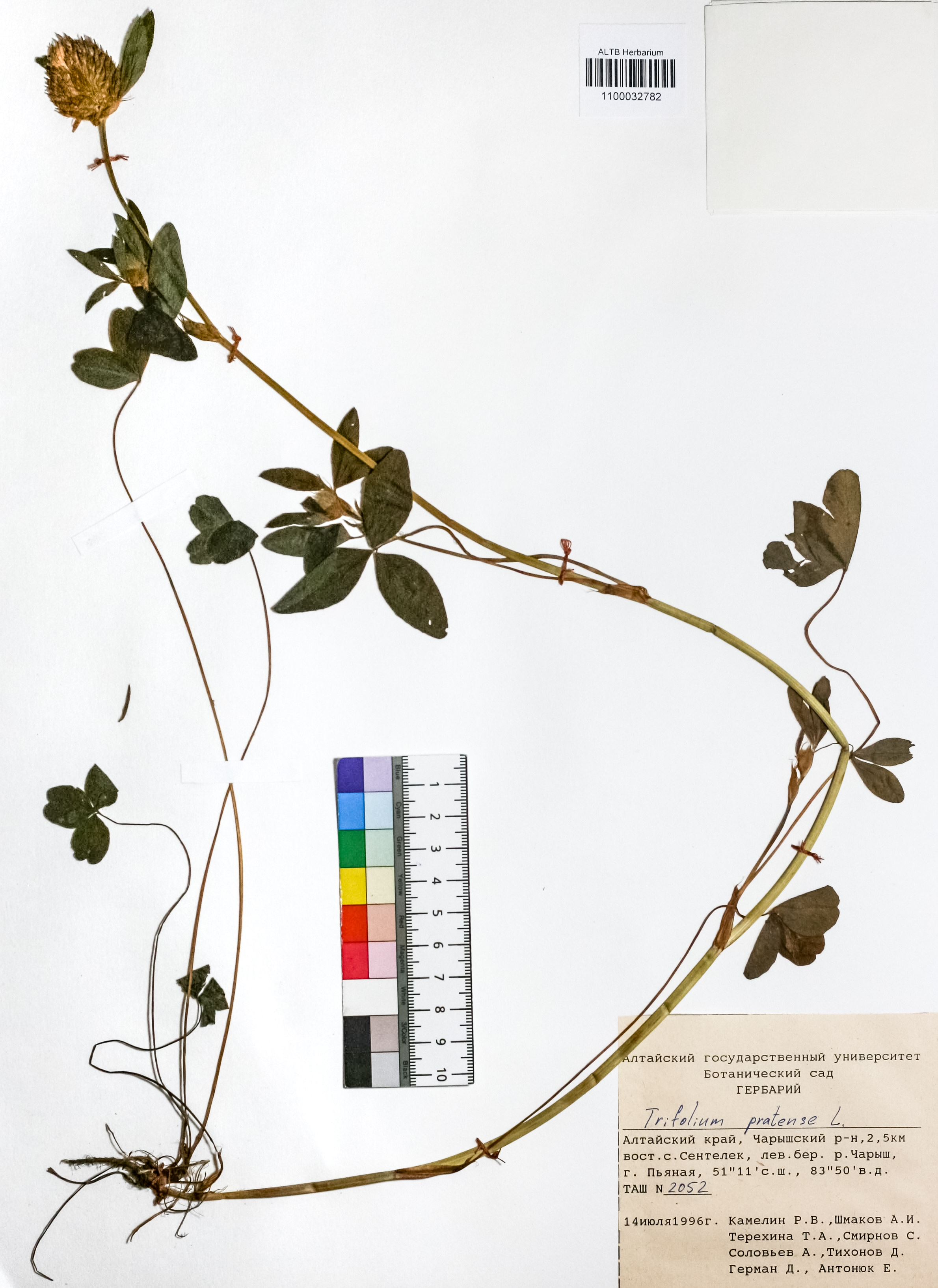 Trifolium pratense L.