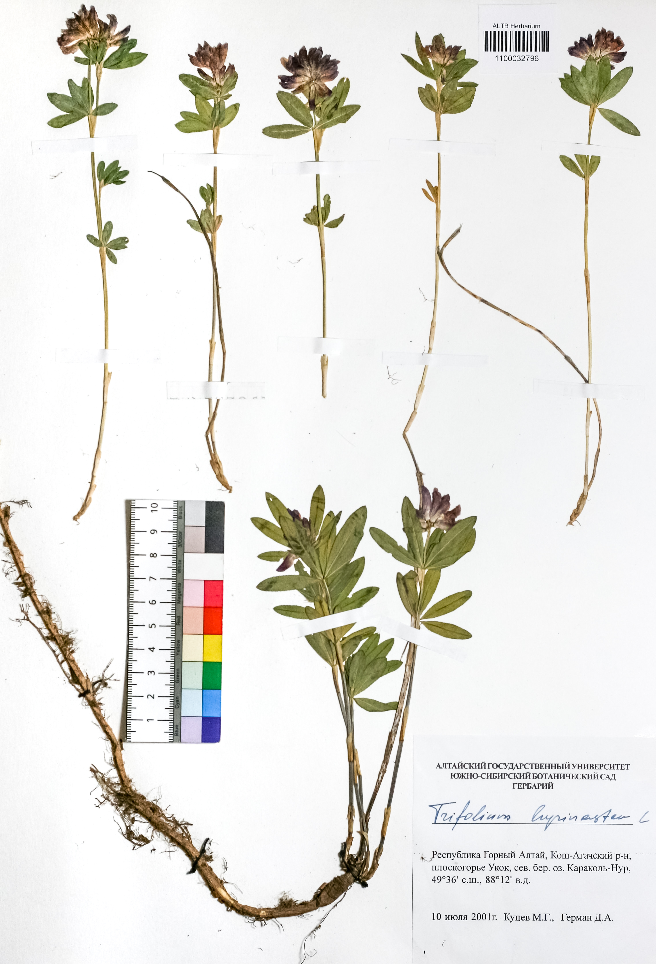 Trifolium lupinaster L.