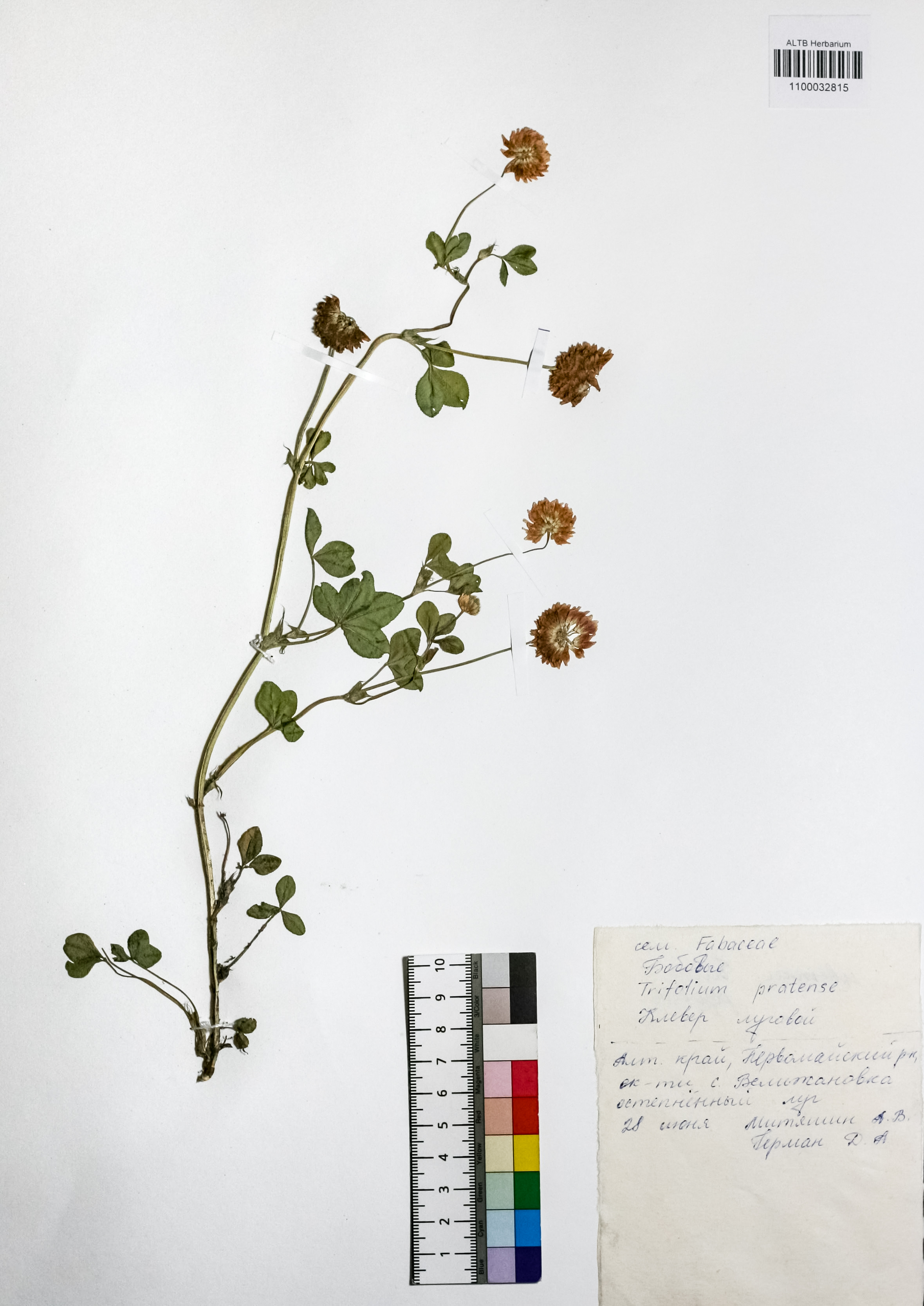 Trifolium pratense L.