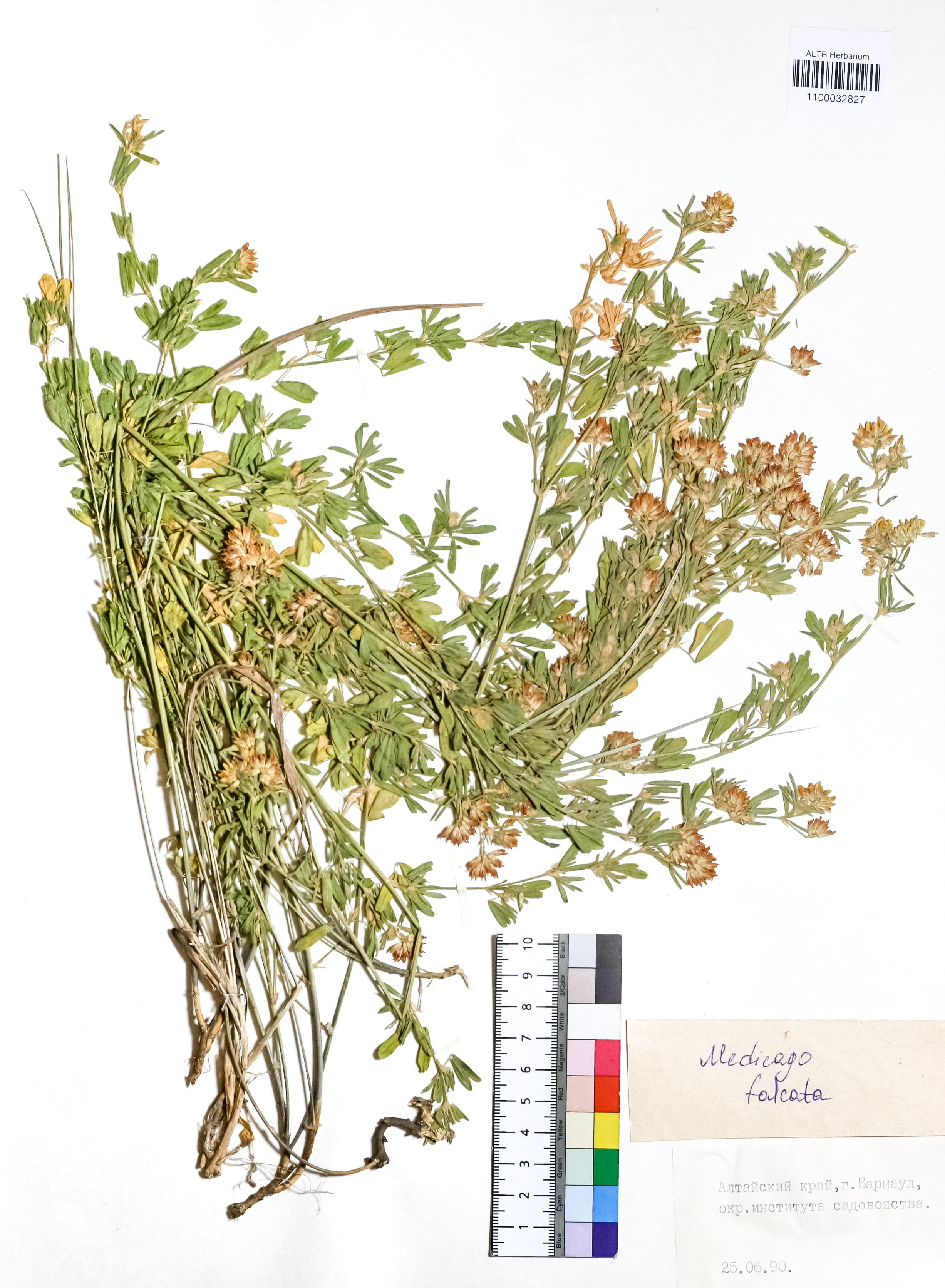 Medicago falcata L.