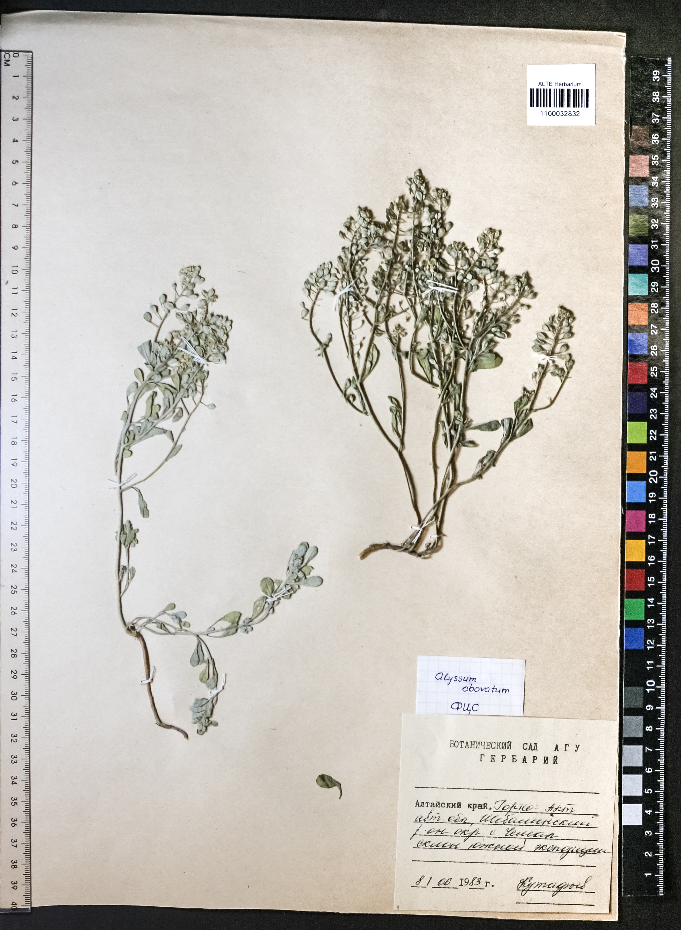 Alyssum obovatum (C.A.Mey.) Turcz.