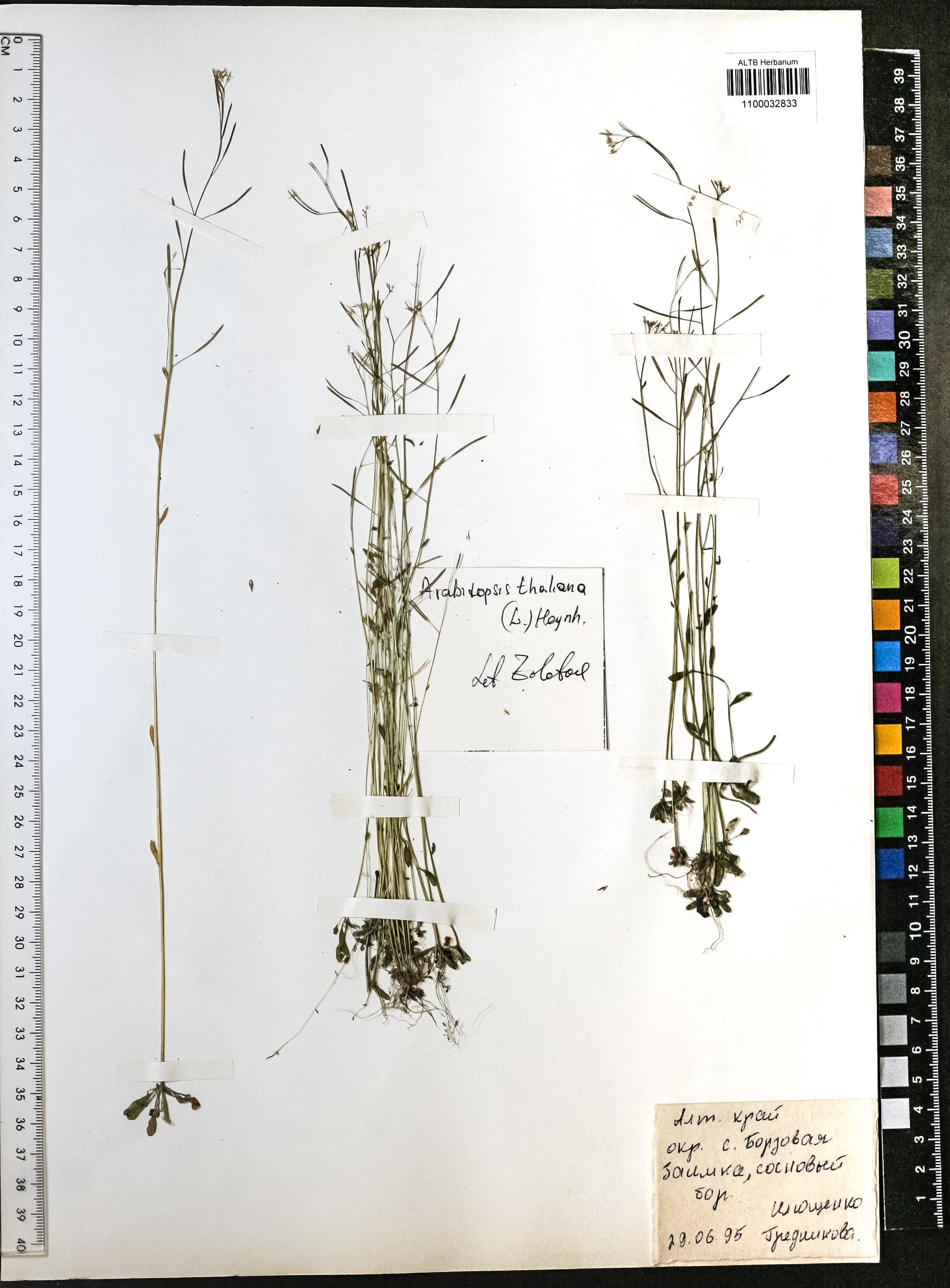 Arabidopsis thaliana (L.) Heynh.