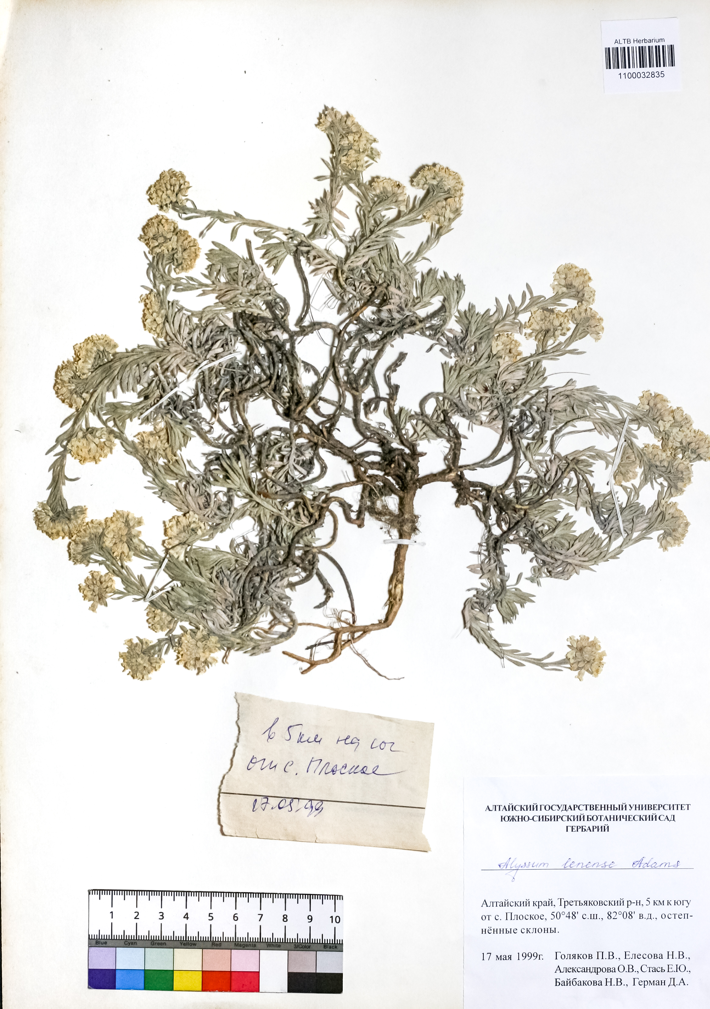 Alyssum lenense Adams