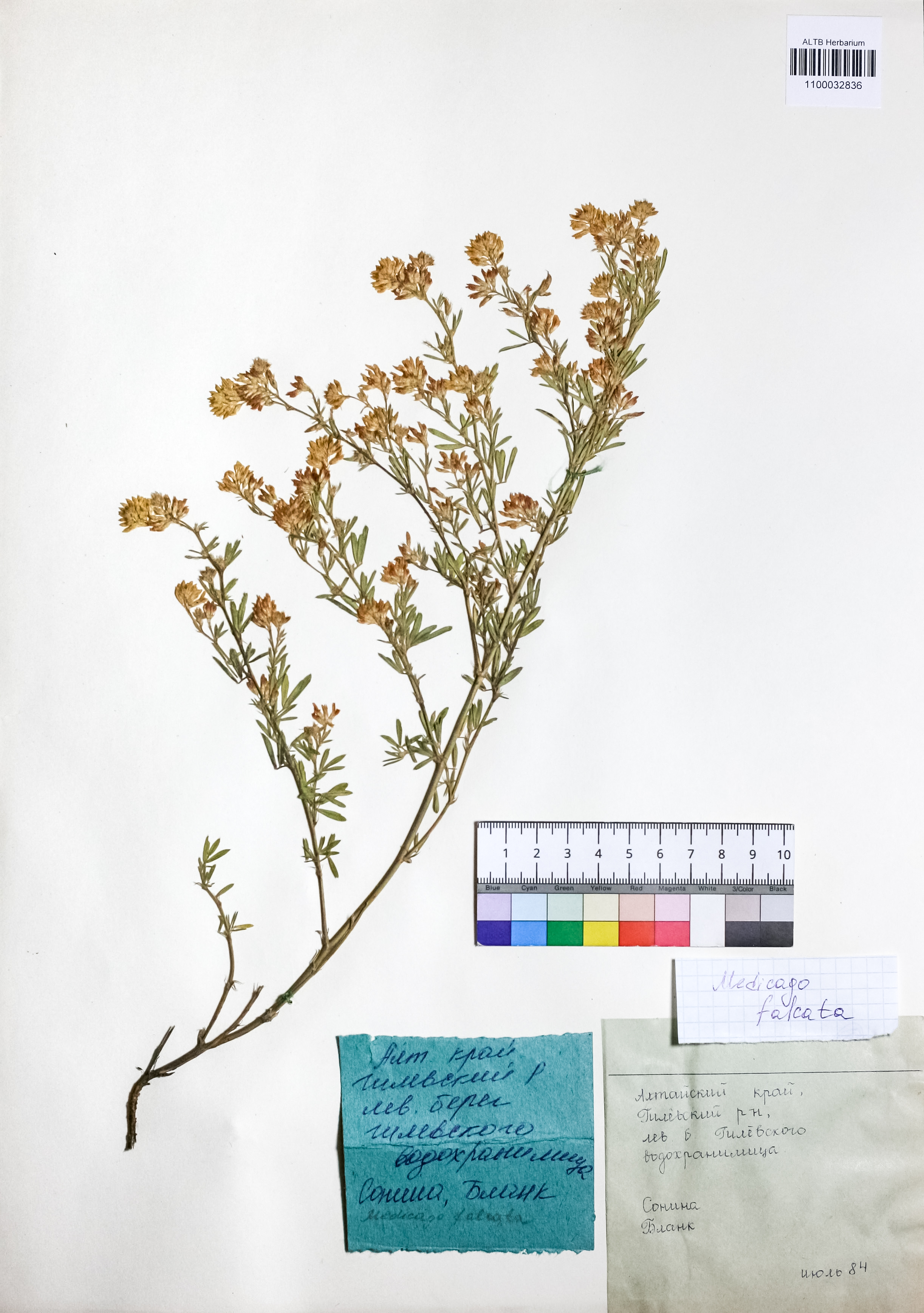 Medicago falcata L.