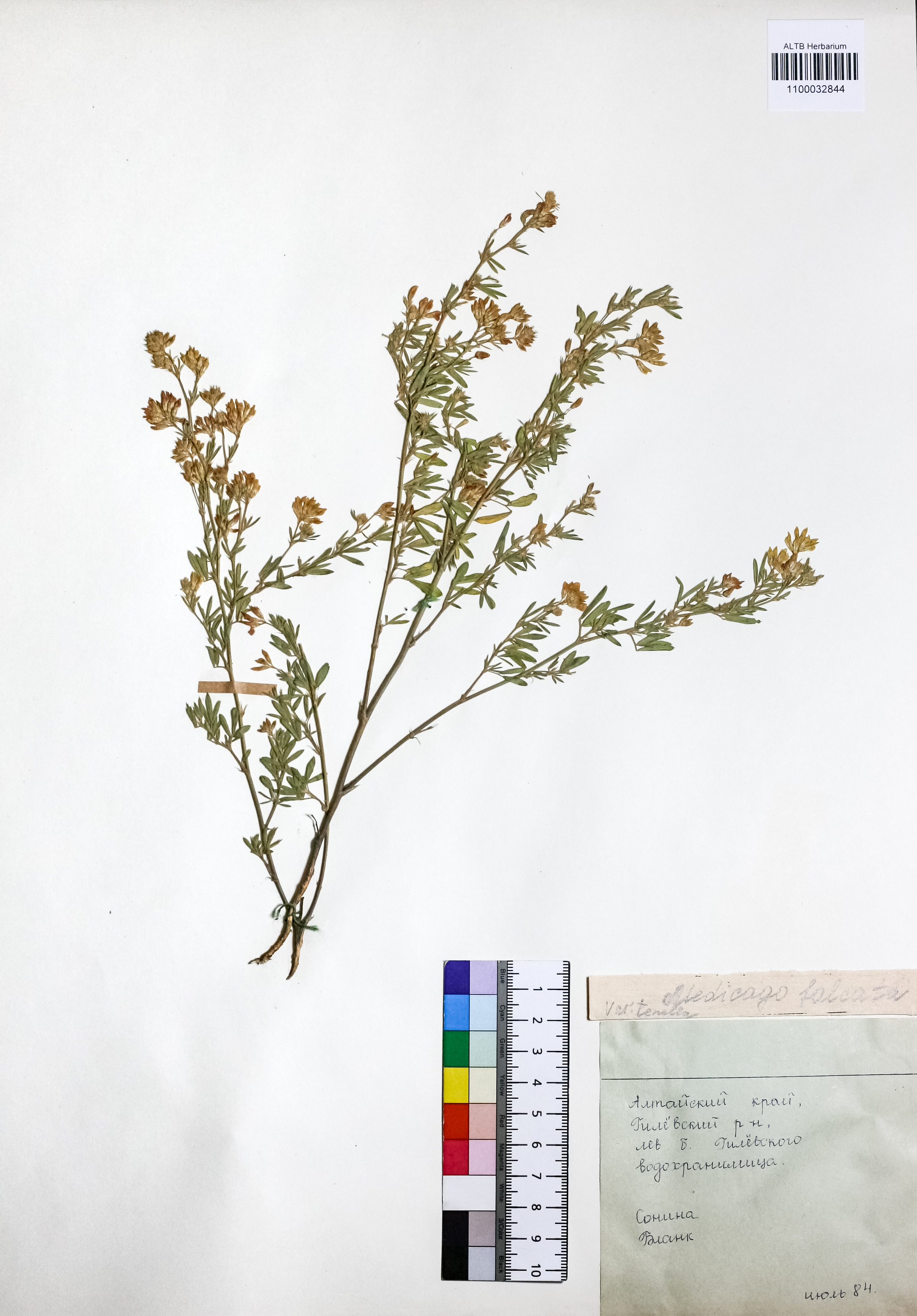 Medicago falcata L.