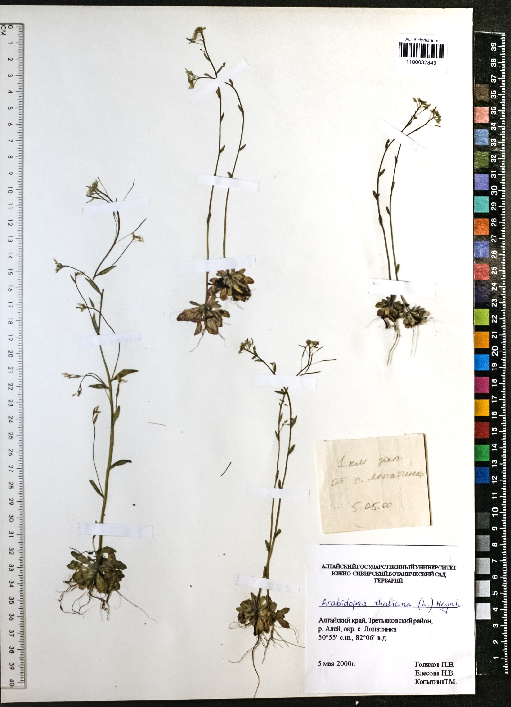 Arabidopsis thaliana (L.) Heynh.