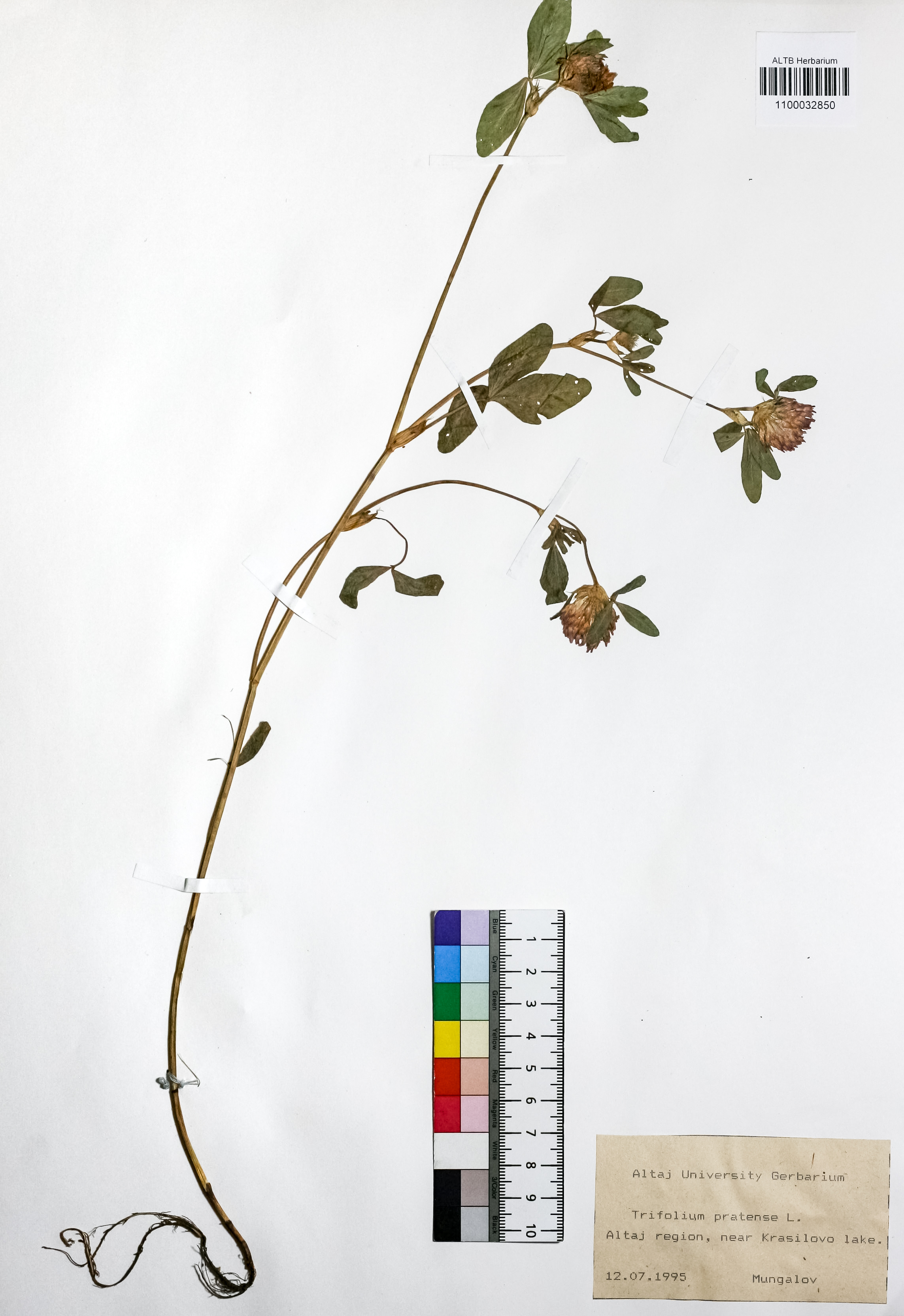 Trifolium pratense L.