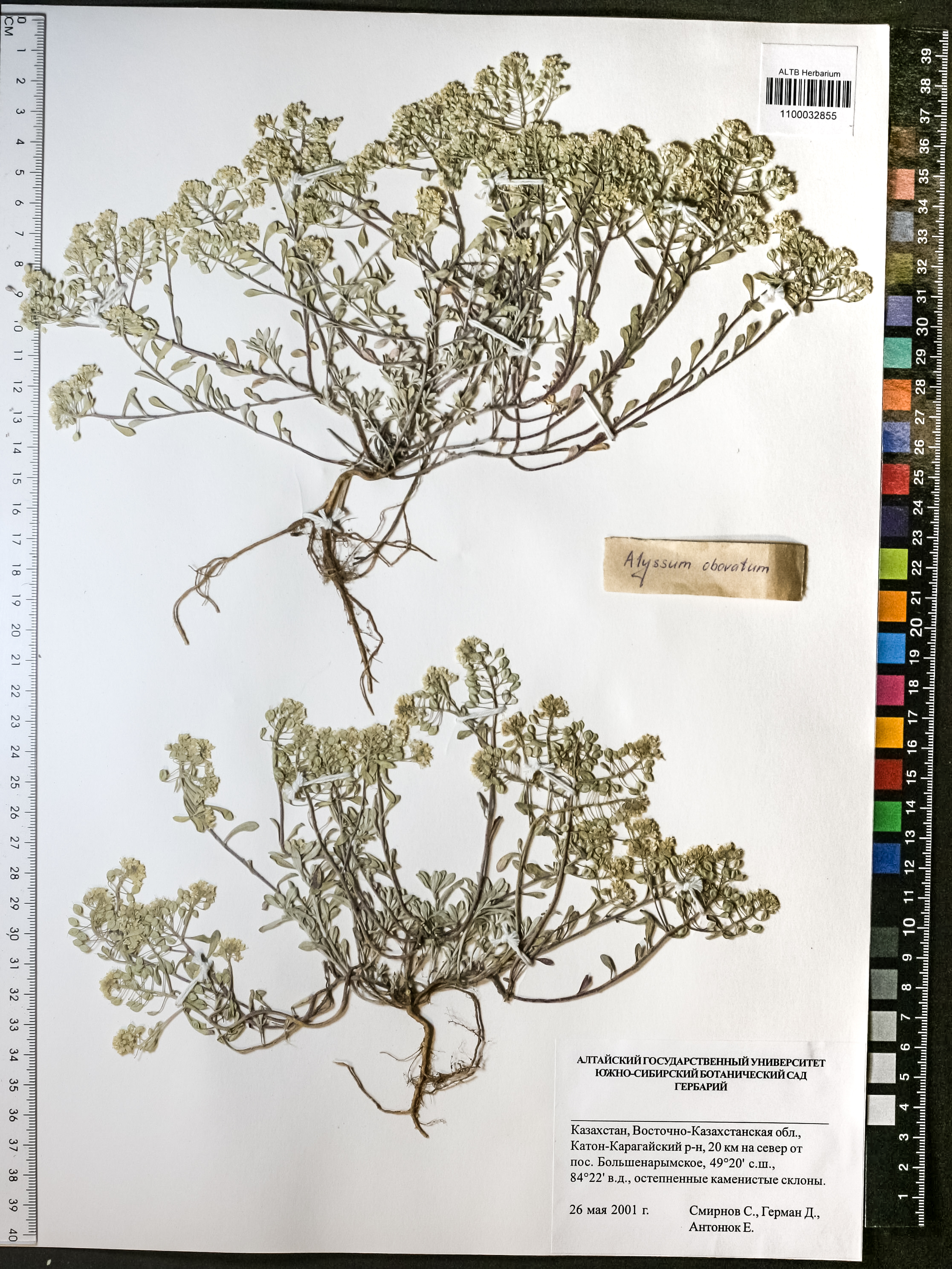 Alyssum obovatum (C.A.Mey.) Turcz.