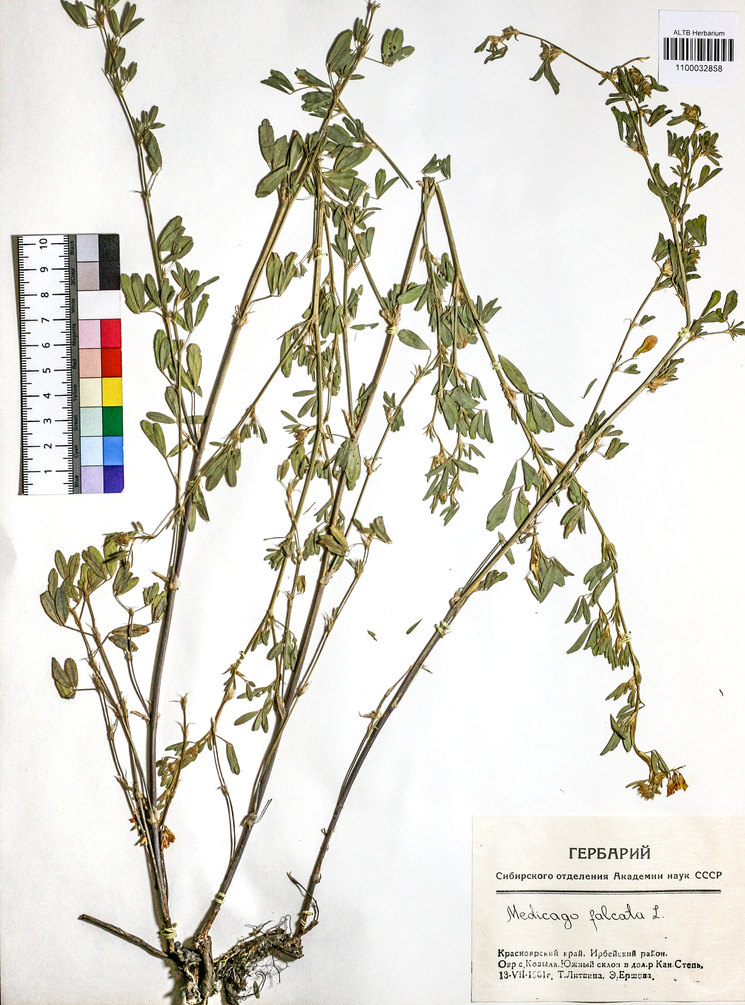 Medicago falcata L.