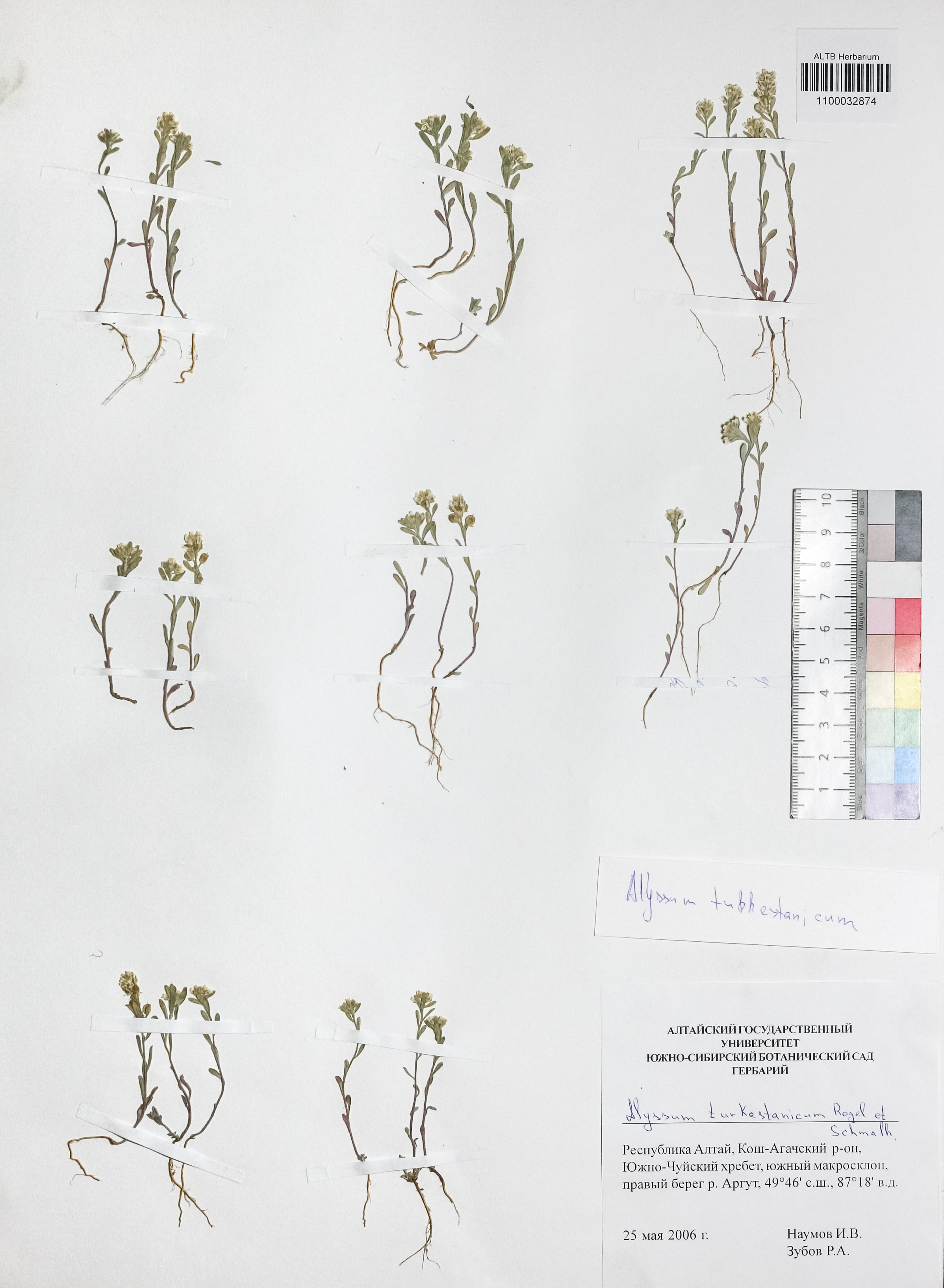 Alyssum turkestanicum Regel & Schmalh.