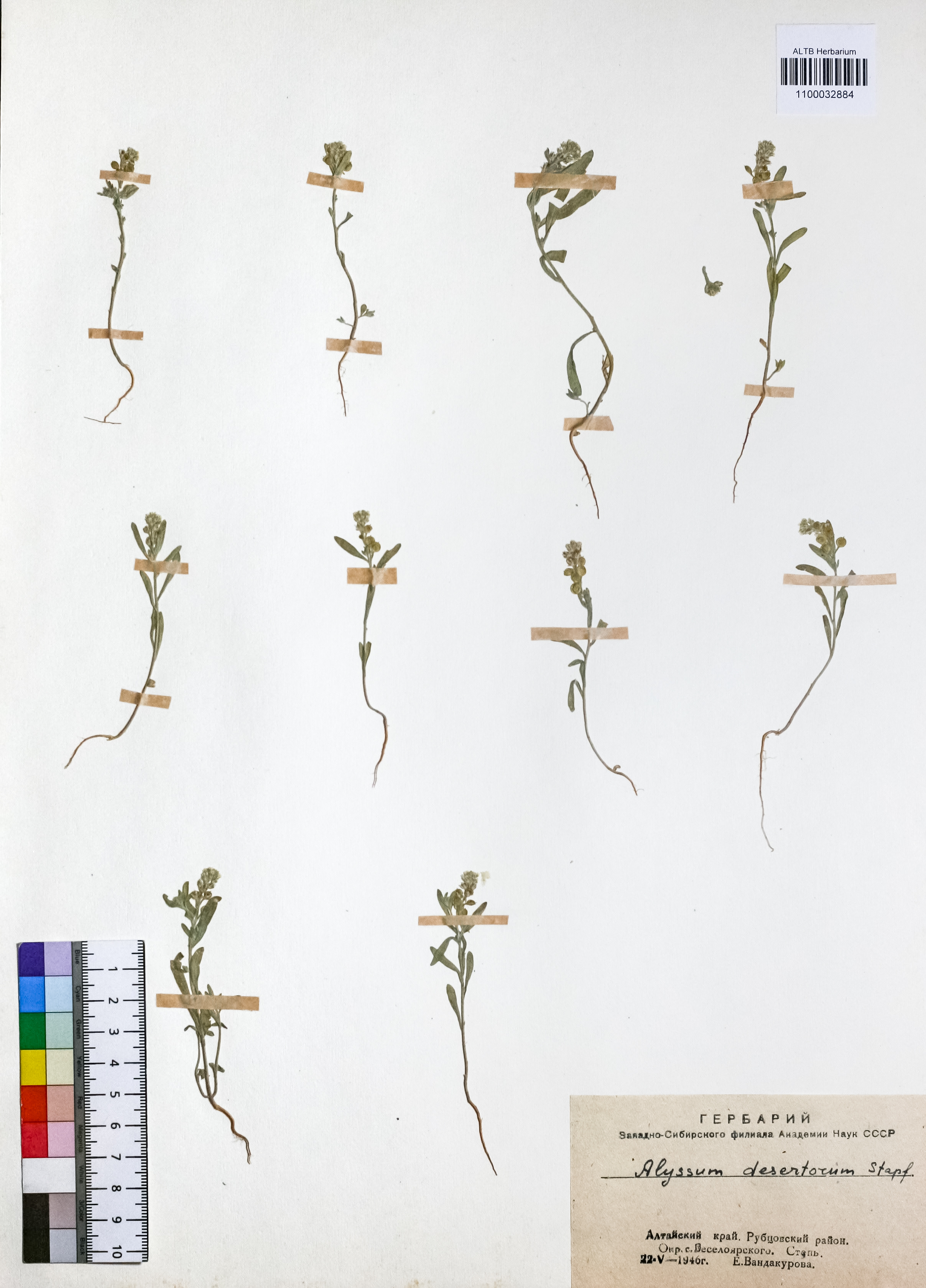 Alyssum desertorum Stapf