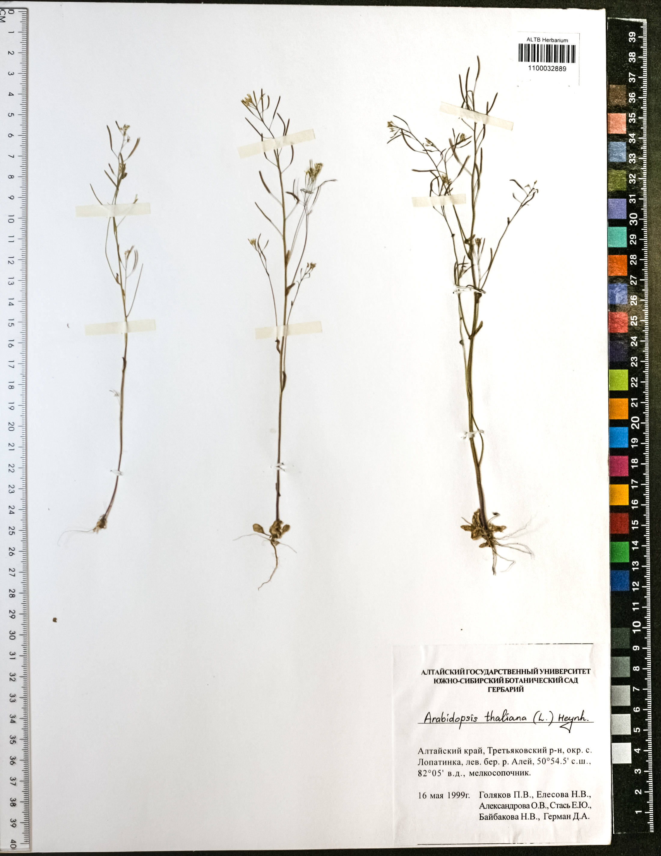Arabidopsis thaliana (L.) Heynh.
