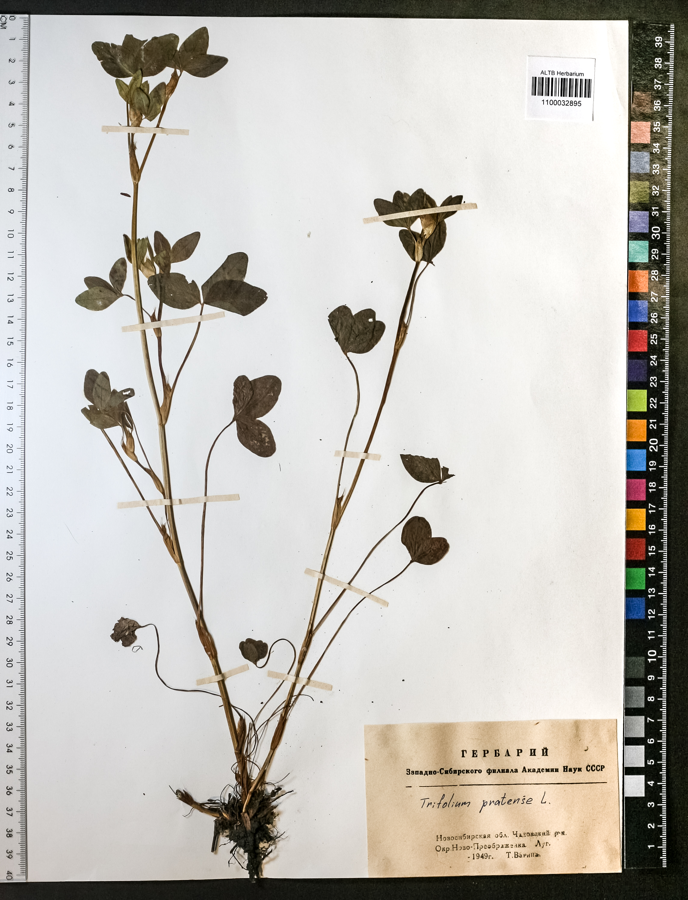 Trifolium pratense L.