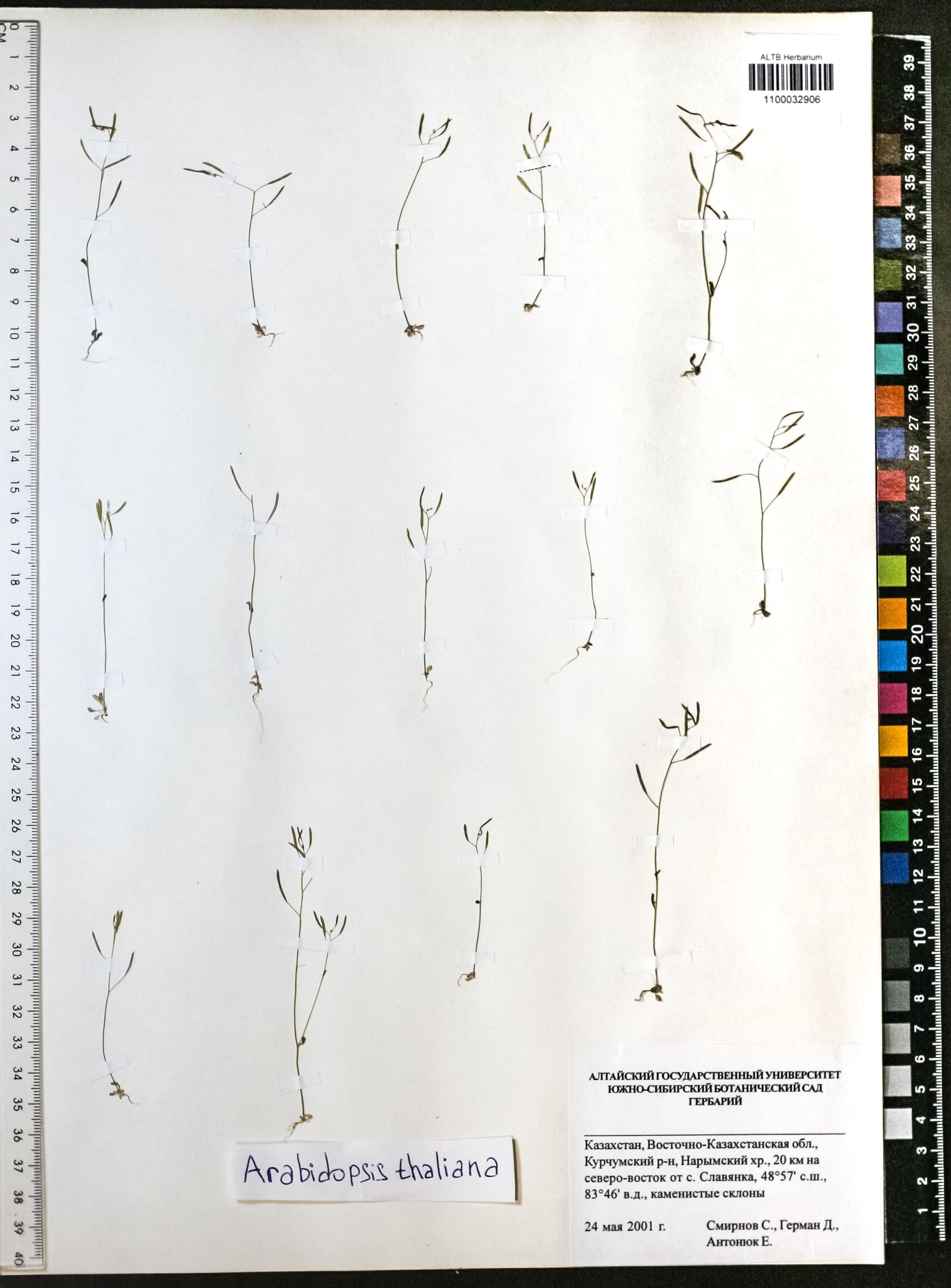 Arabidopsis thaliana (L.) Heynh.