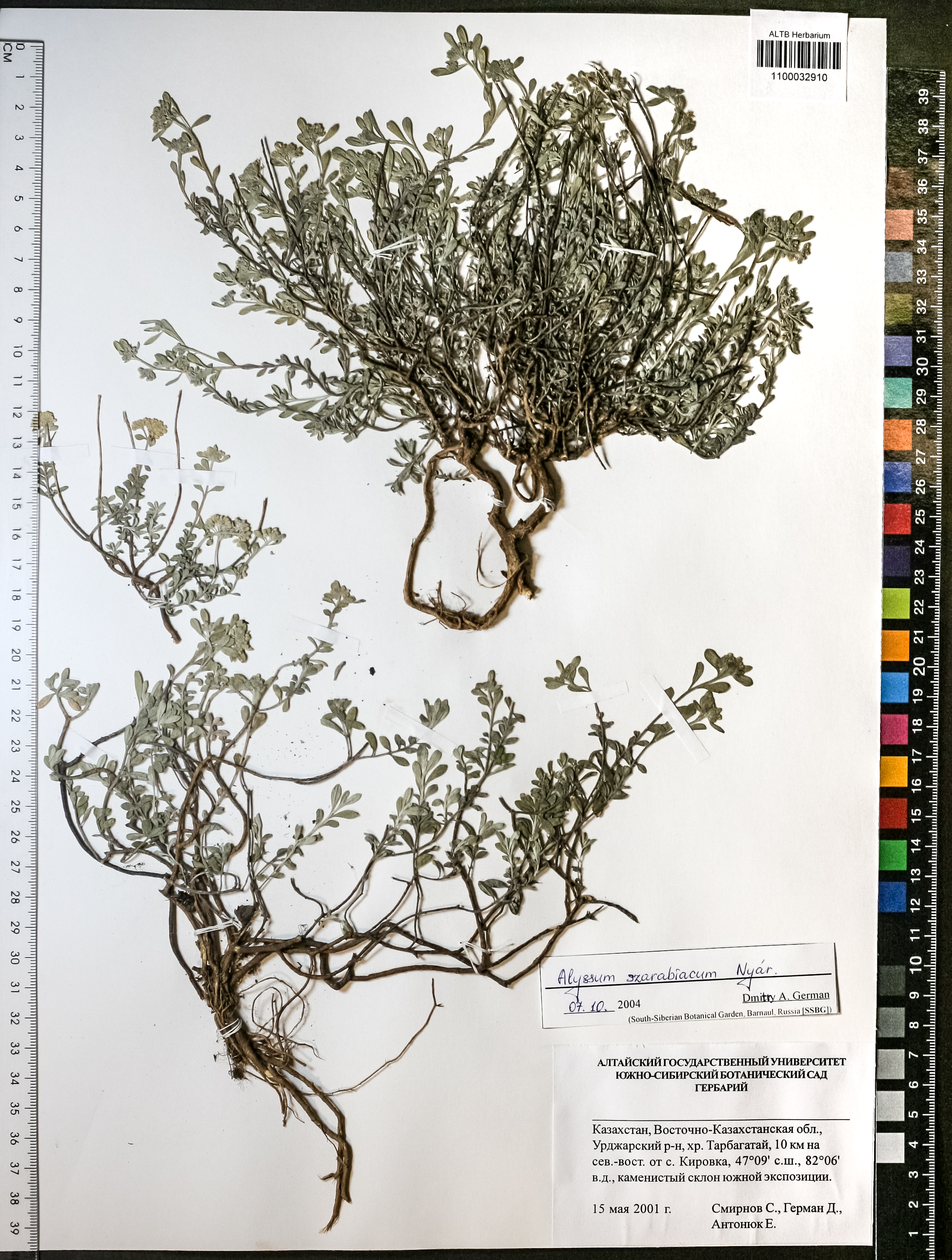 Alyssum szarabiacum Nyár.