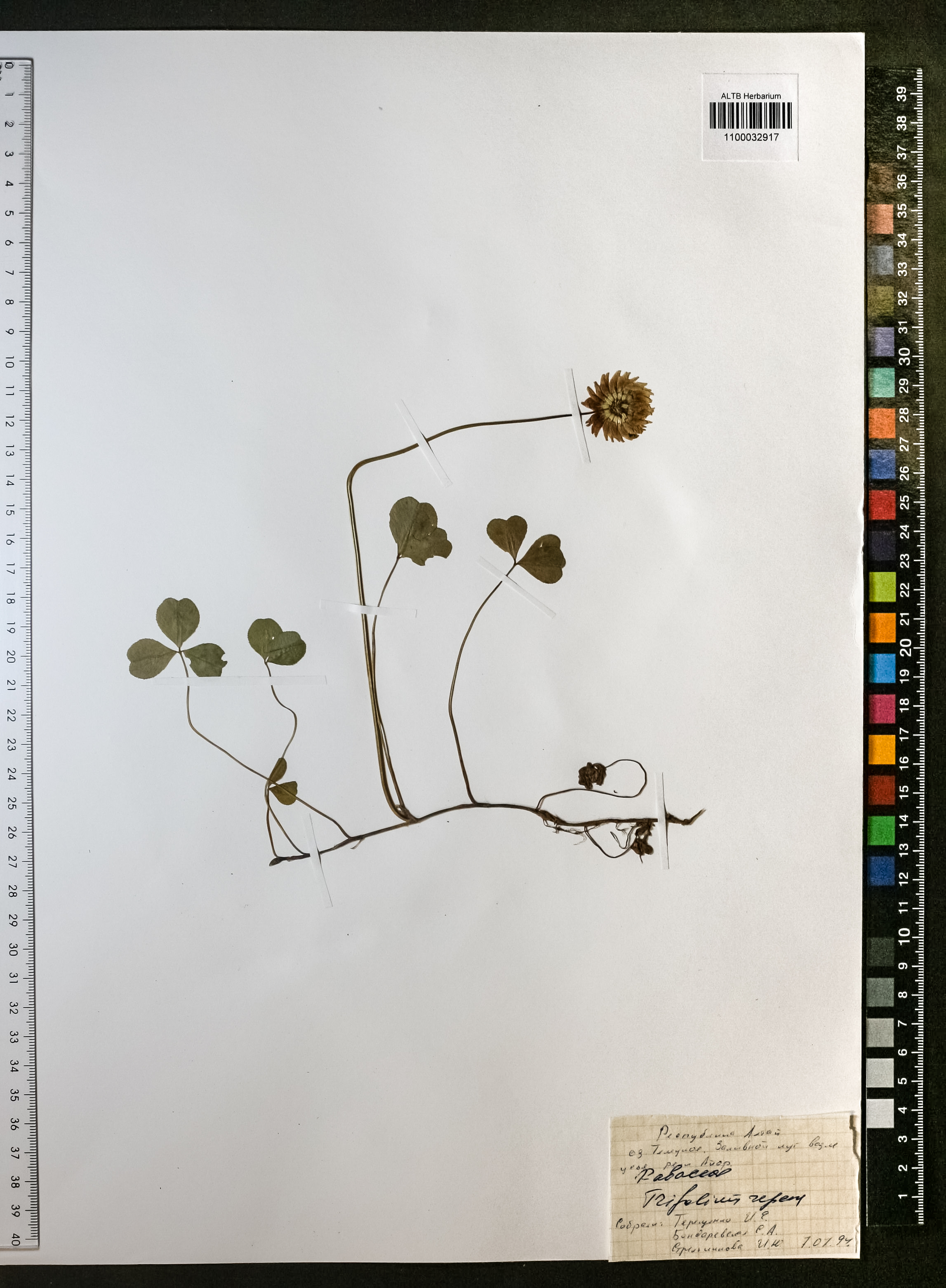 Trifolium repens L.
