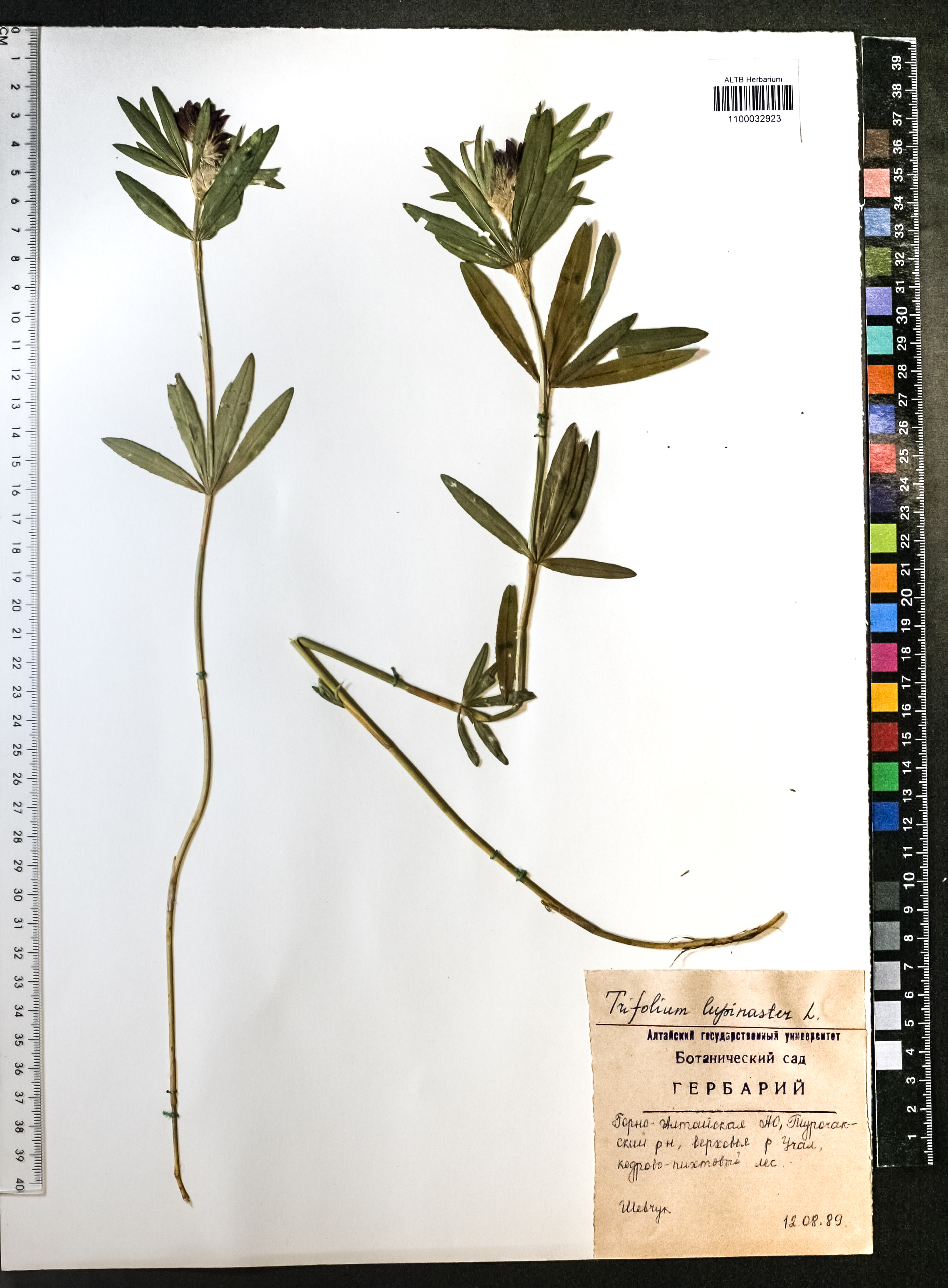 Trifolium lupinaster L.