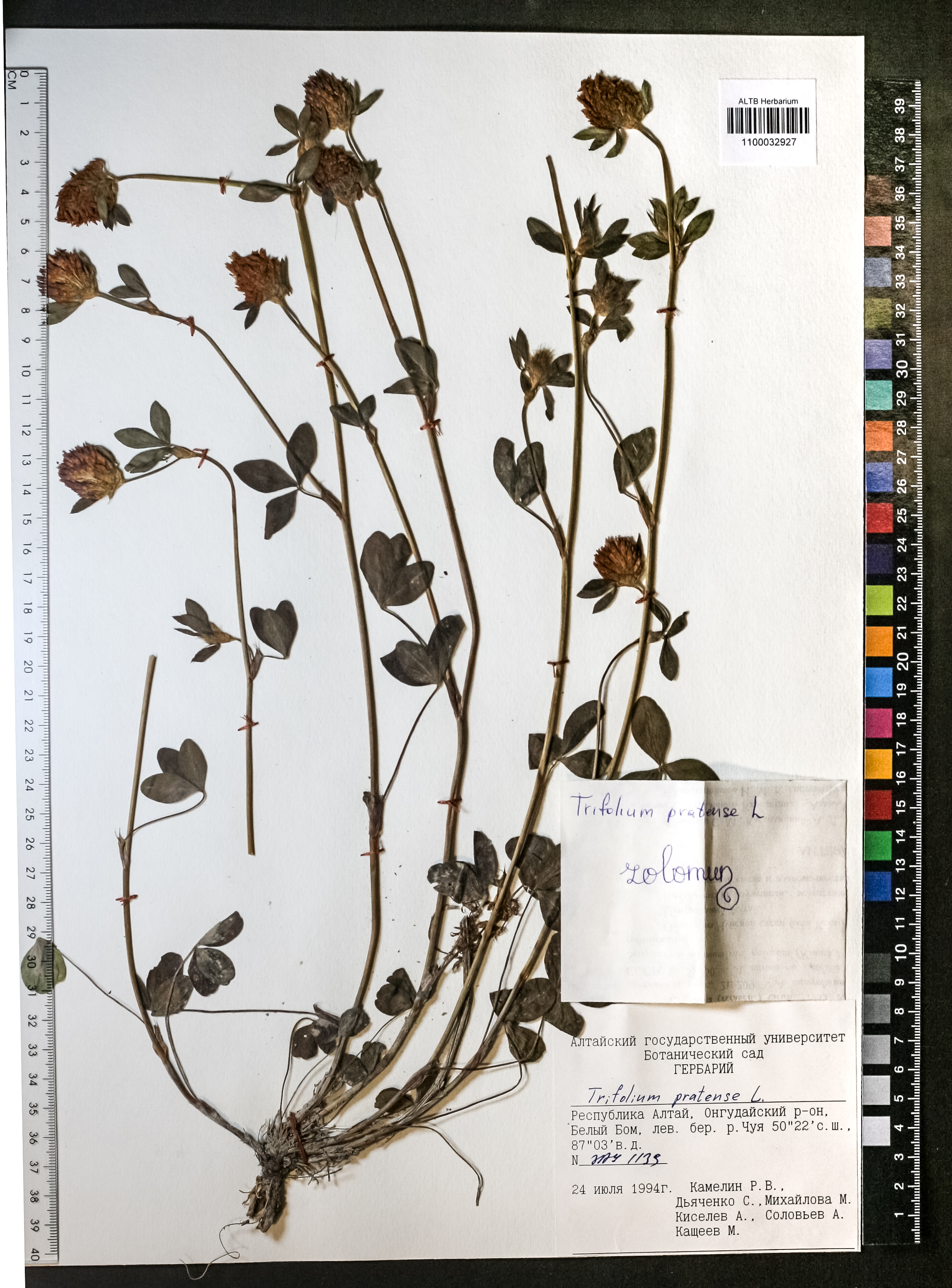 Trifolium pratense L.